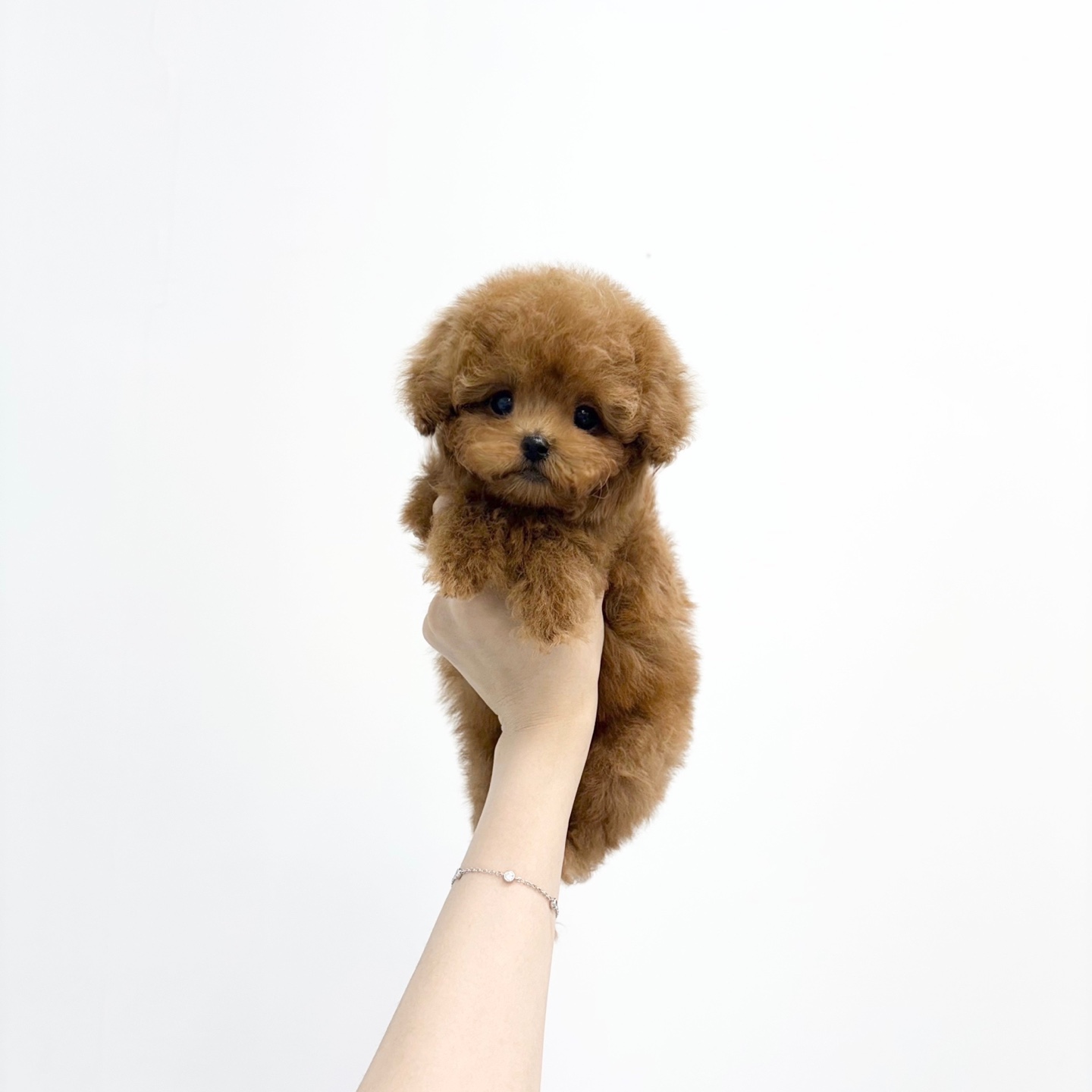 푸들.jpg