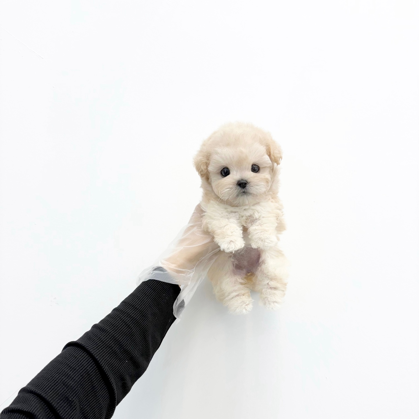 푸들 40.jpg
