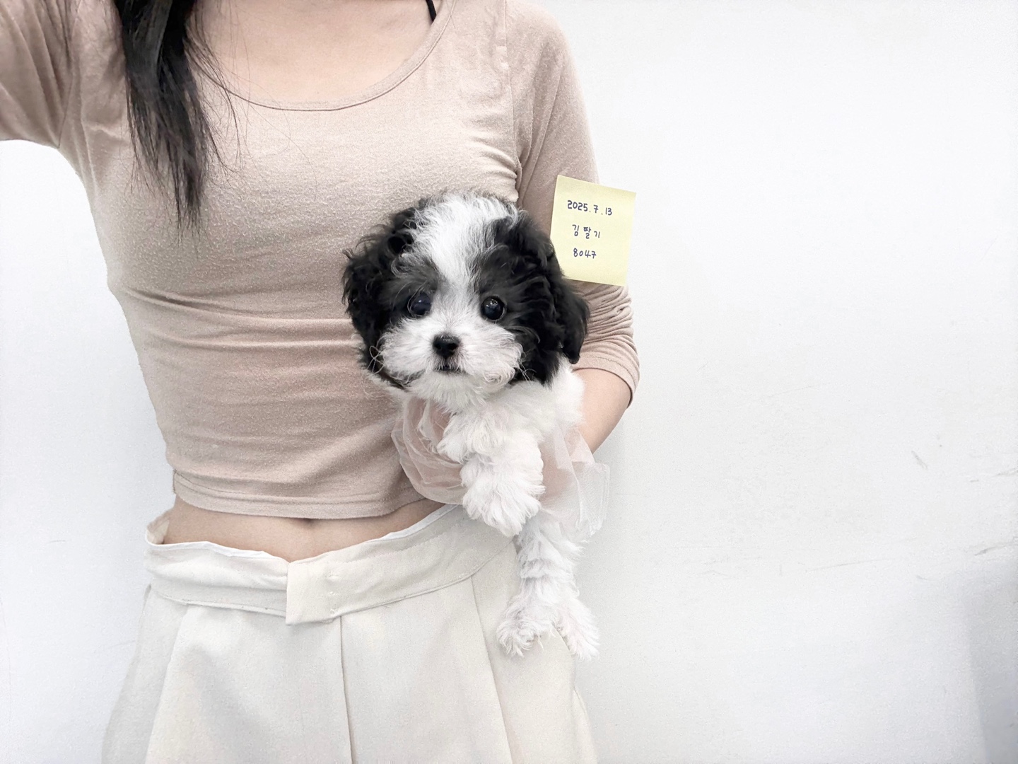 실버파티토이푸들 20.jpg