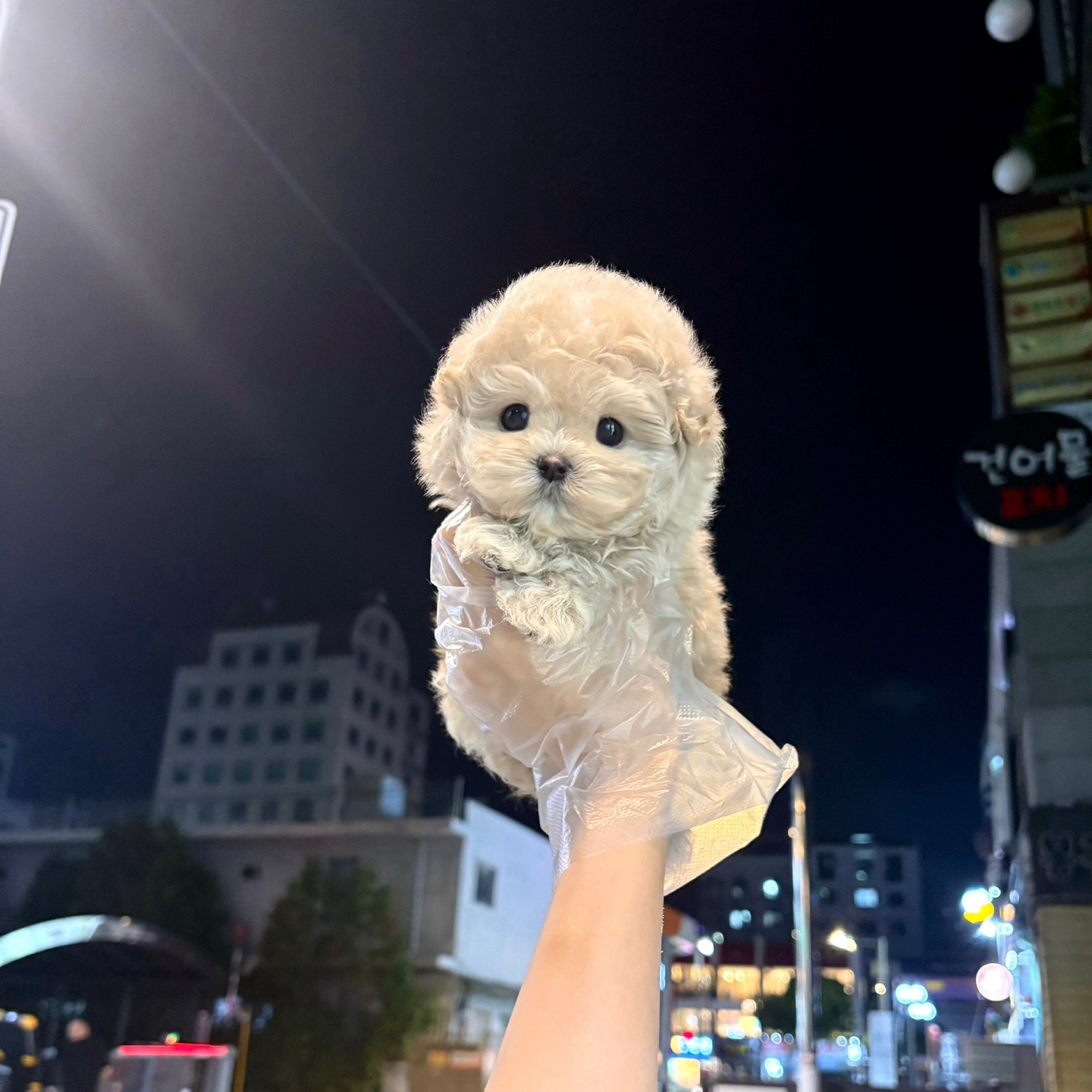 푸들2 20.jpg