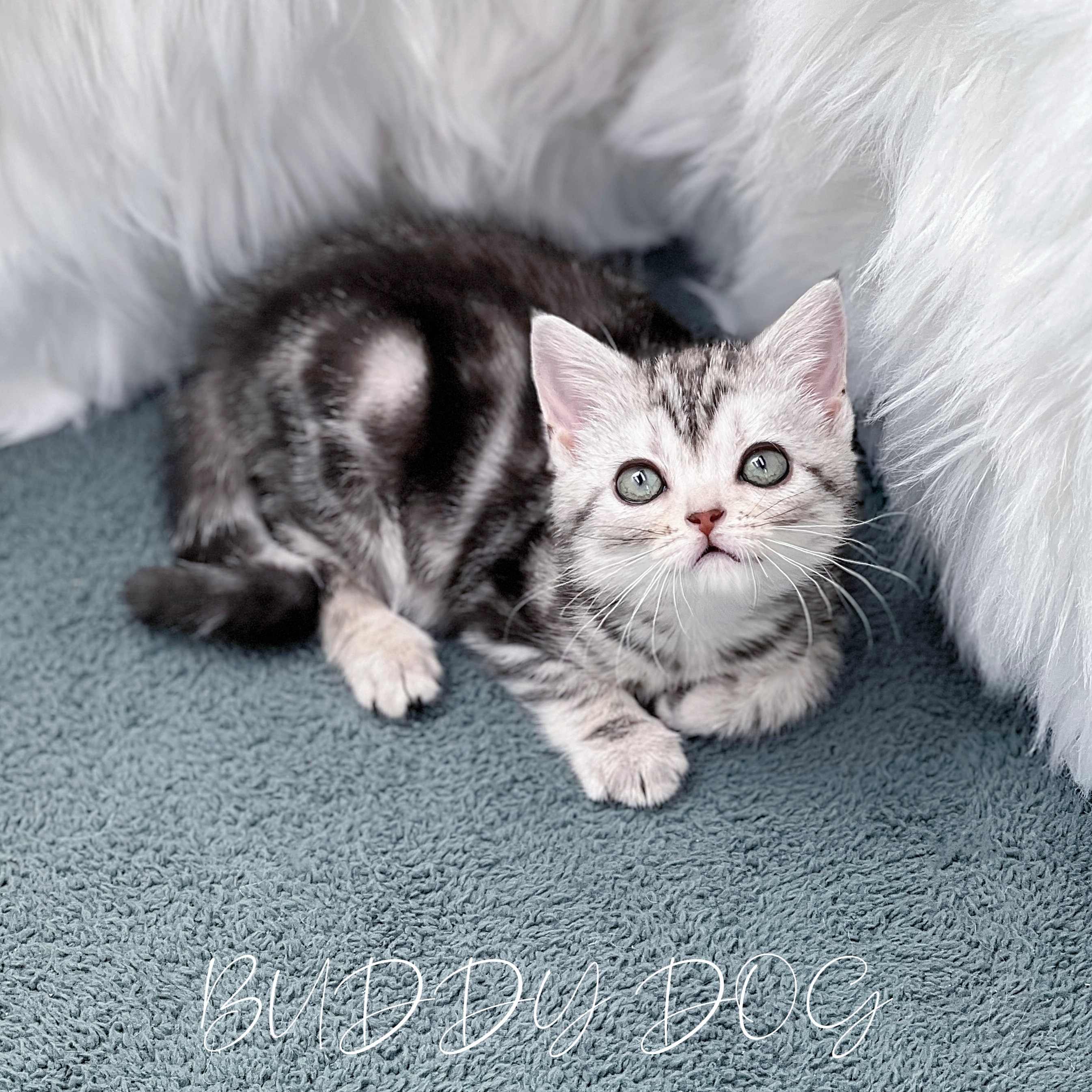 실버태비 아메숏 (암) 24 (25).jpg