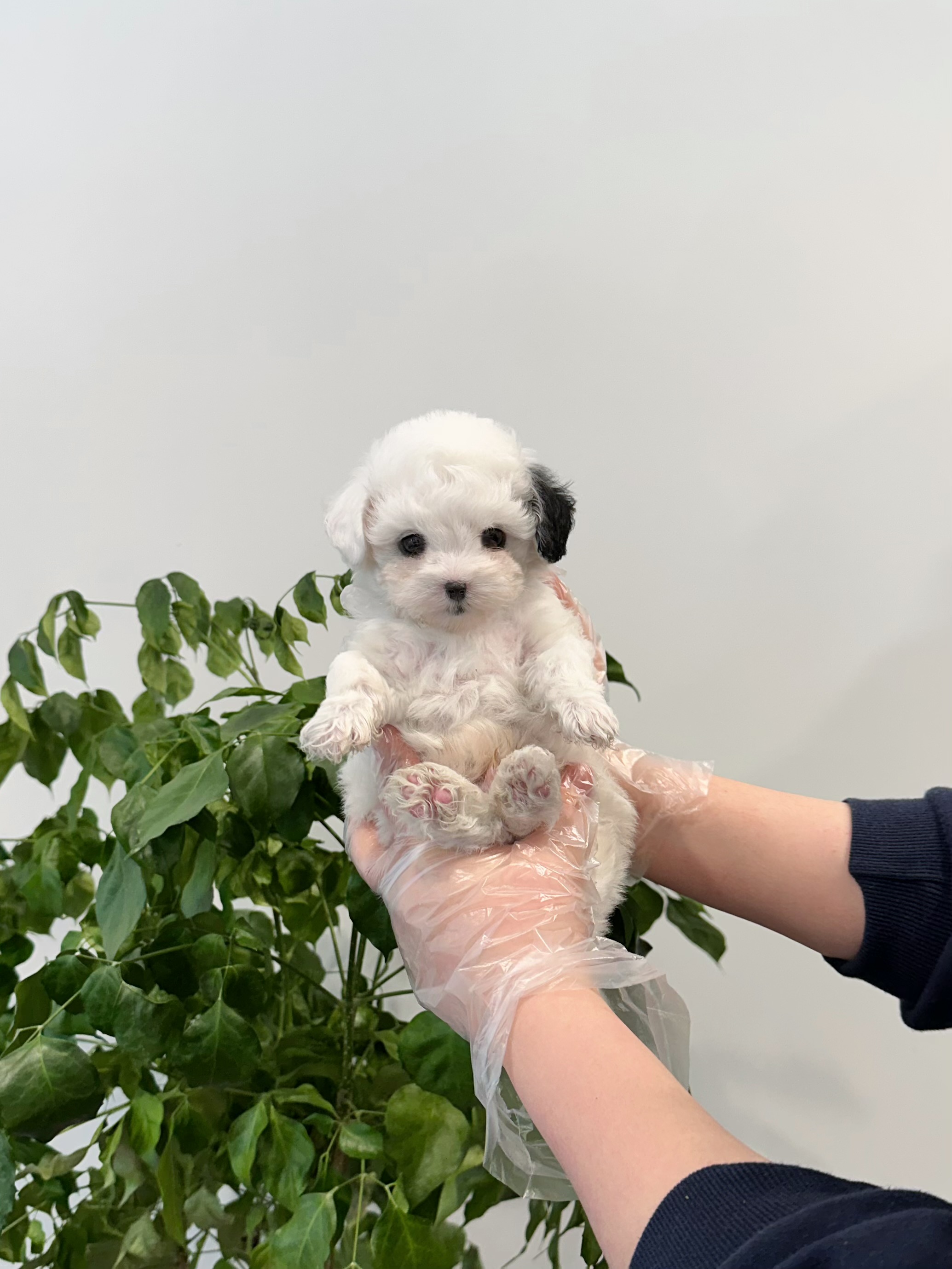 말티푸 크롱이.jpg