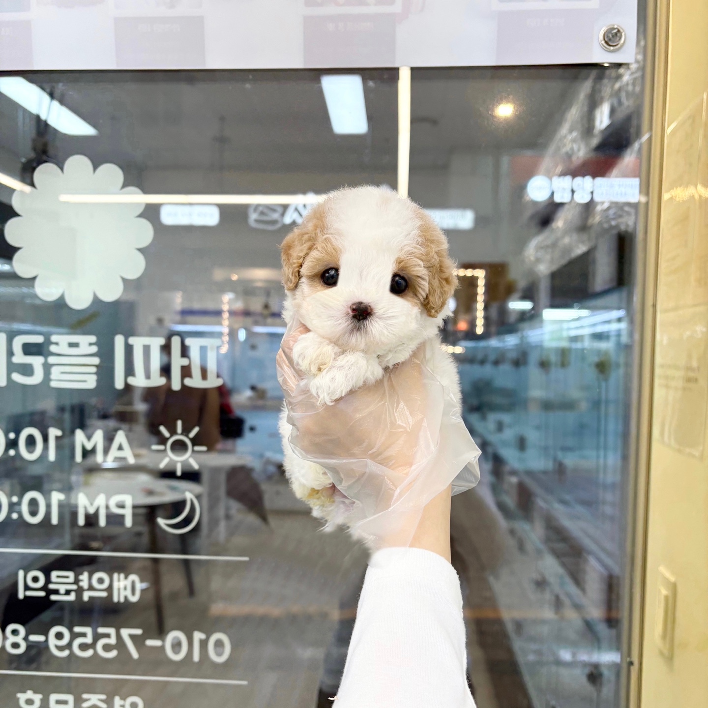 푸숑 40.jpg