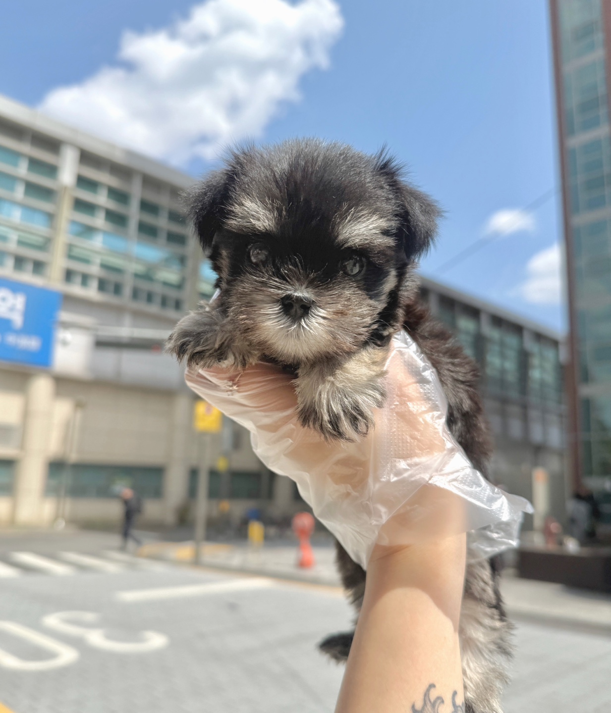 슈나우저 40.jpg
