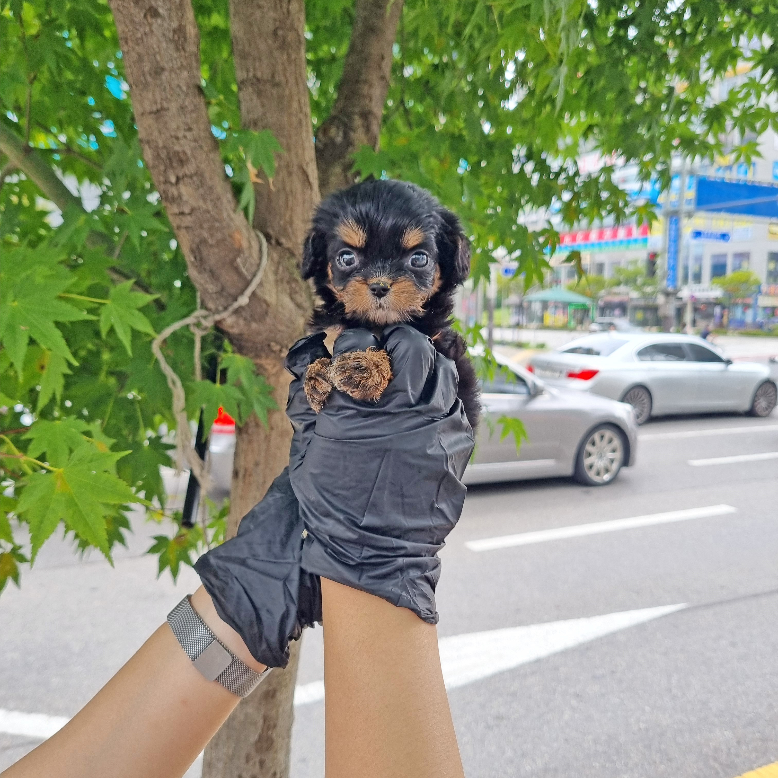노아.jpg
