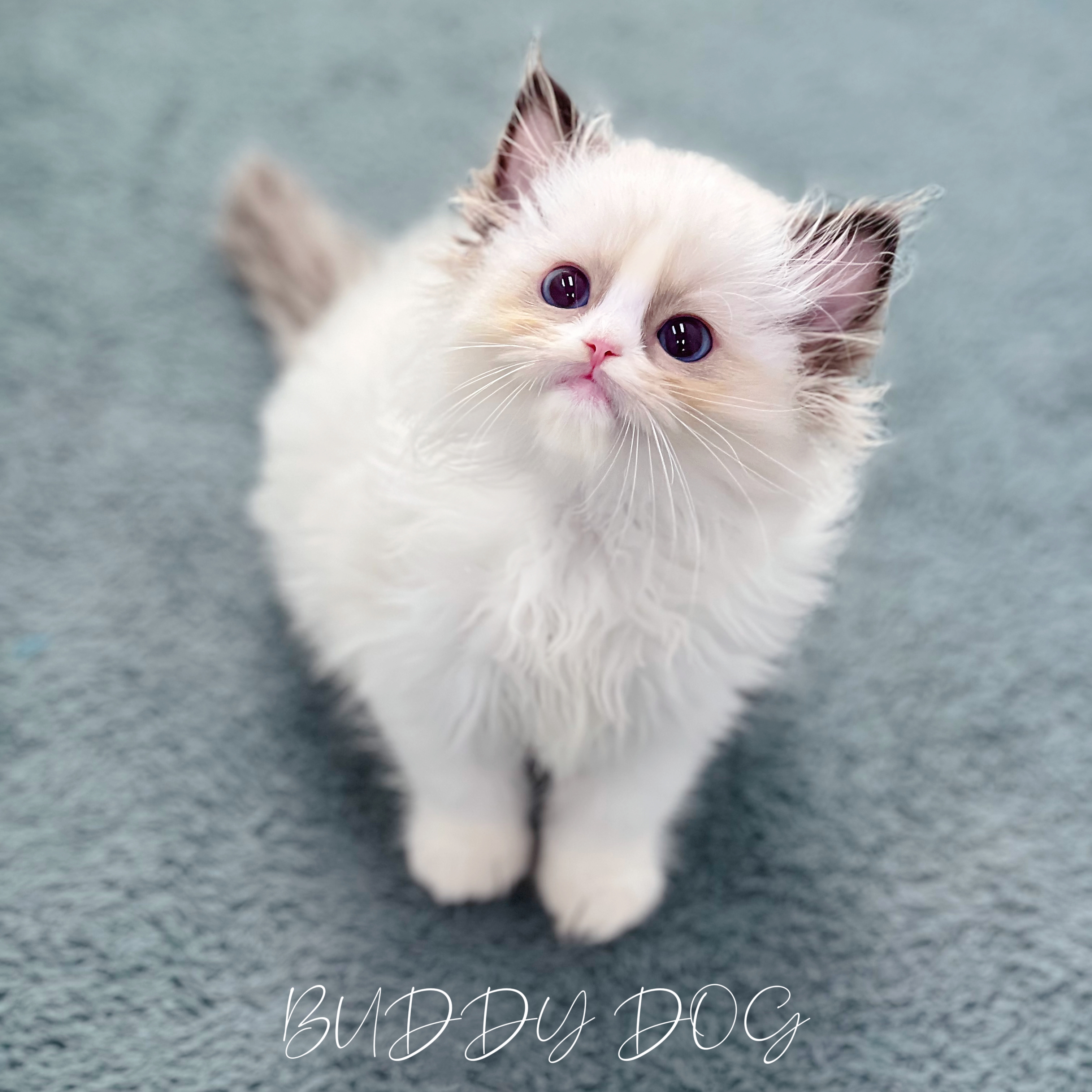 씰바이 랙돌 (암) 44.jpg