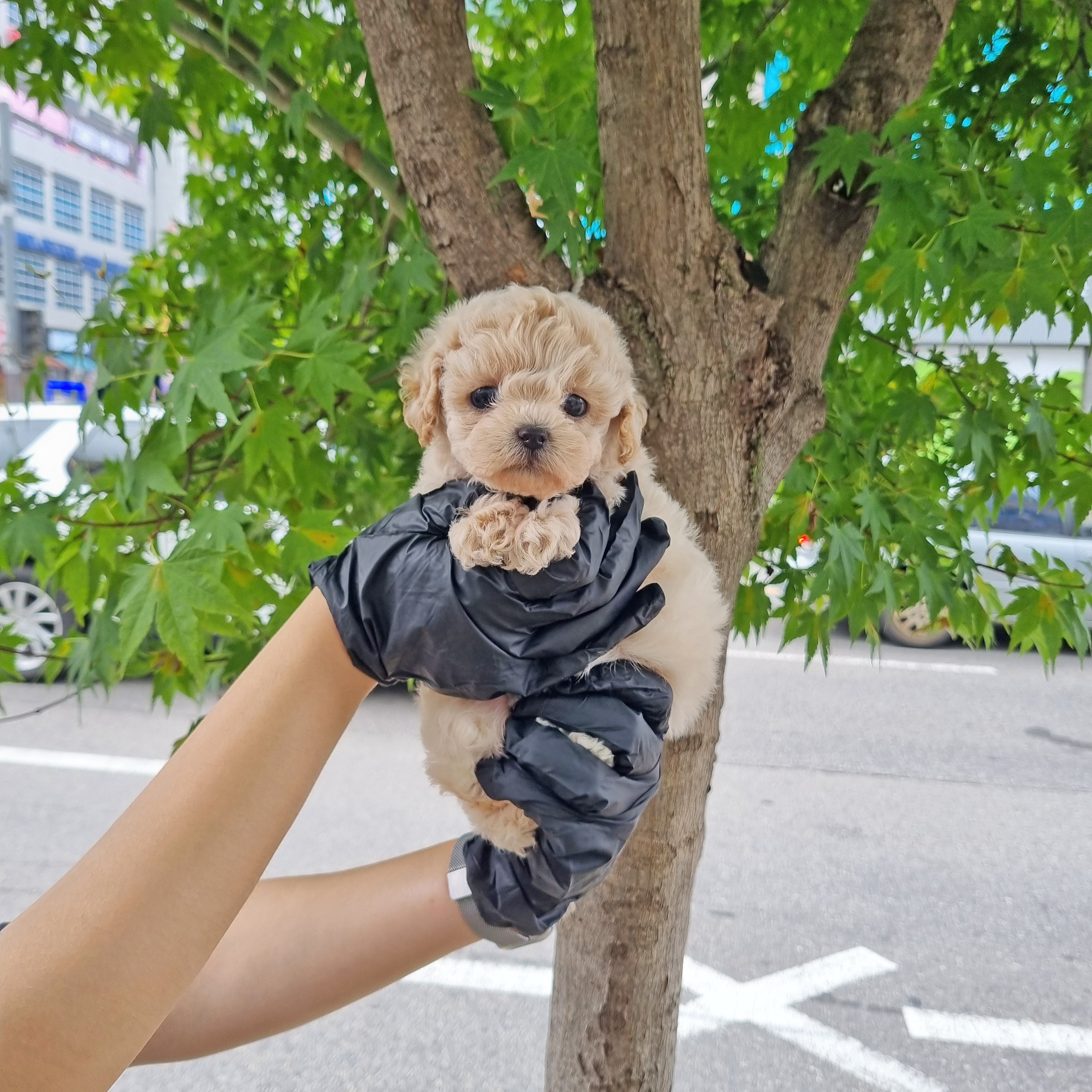 단풍이.jpg