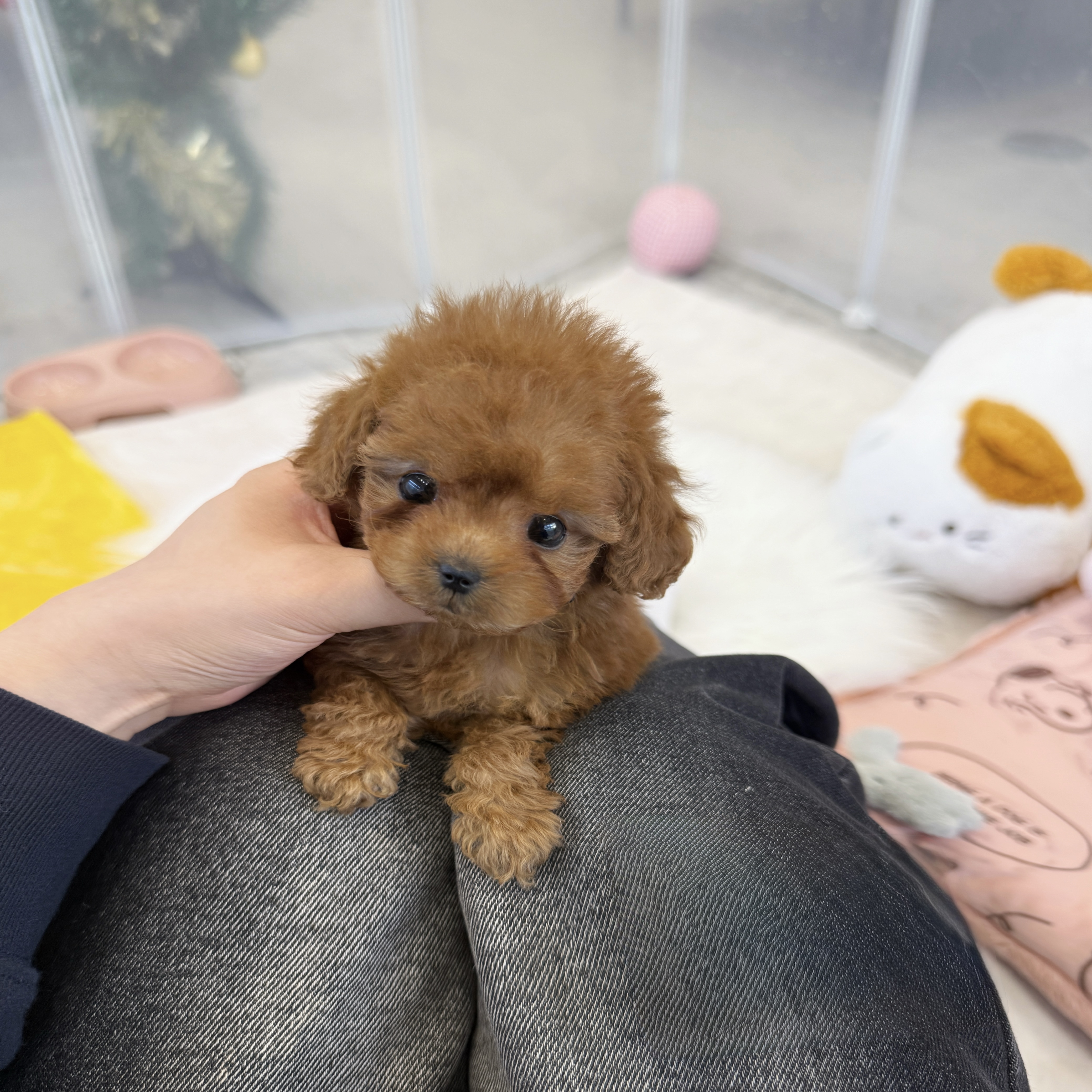 4. 몽이. 푸들암.jpg