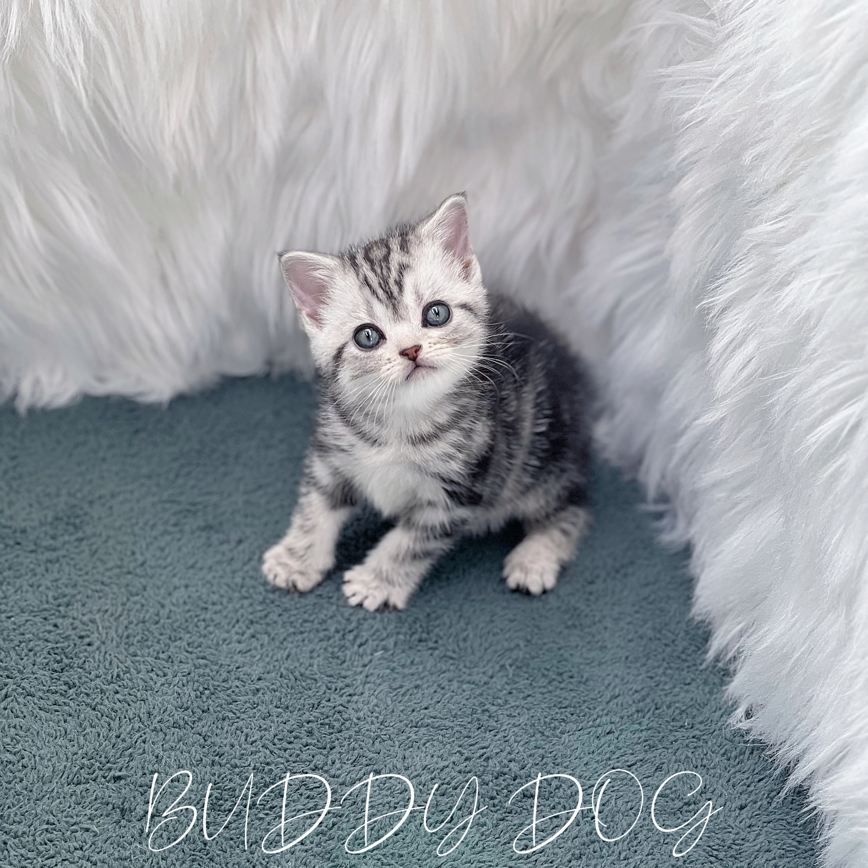 실버태비 아메숏 (암) 24.jpg