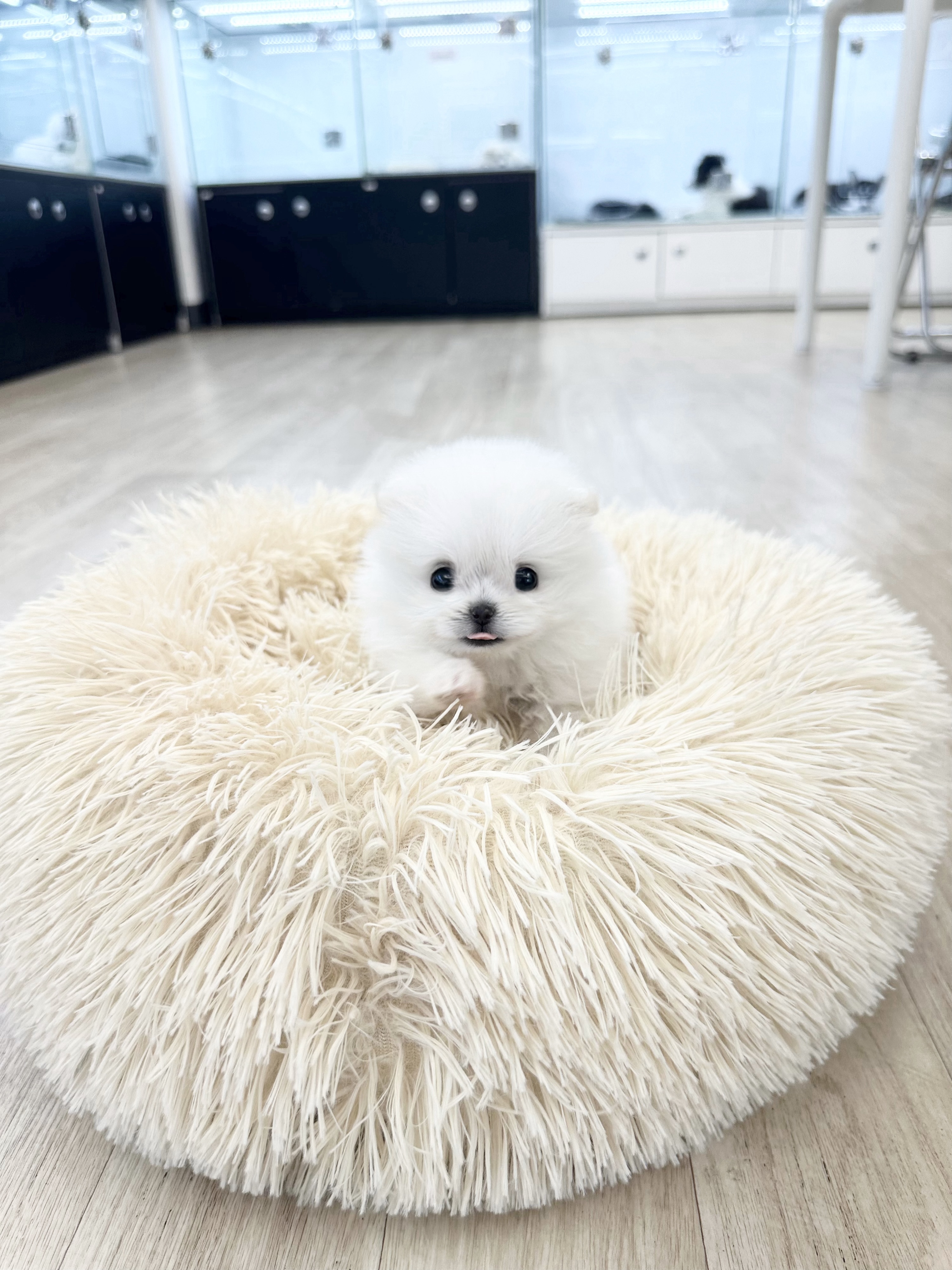 작은포메.jpg
