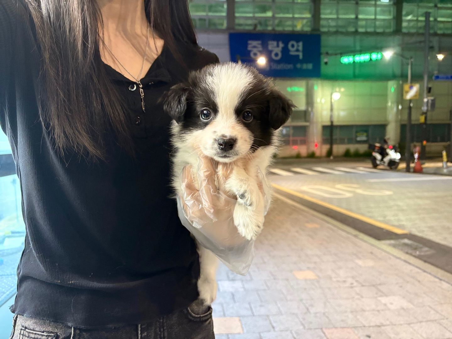 보더콜리60.jpg
