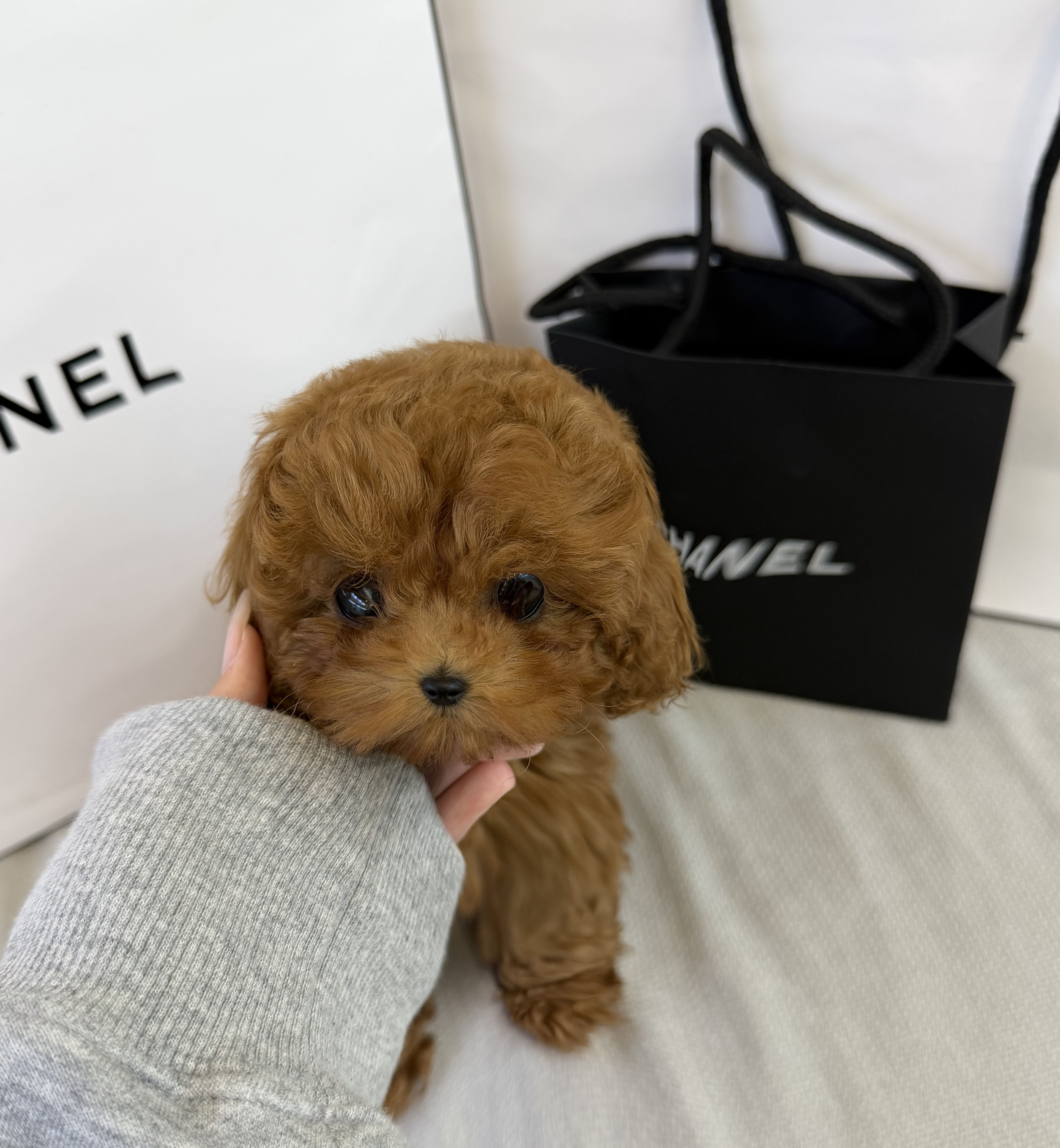 말티푸 여아 11 - 복사본 - 복사본 - 복사본 - 복사본.jpg