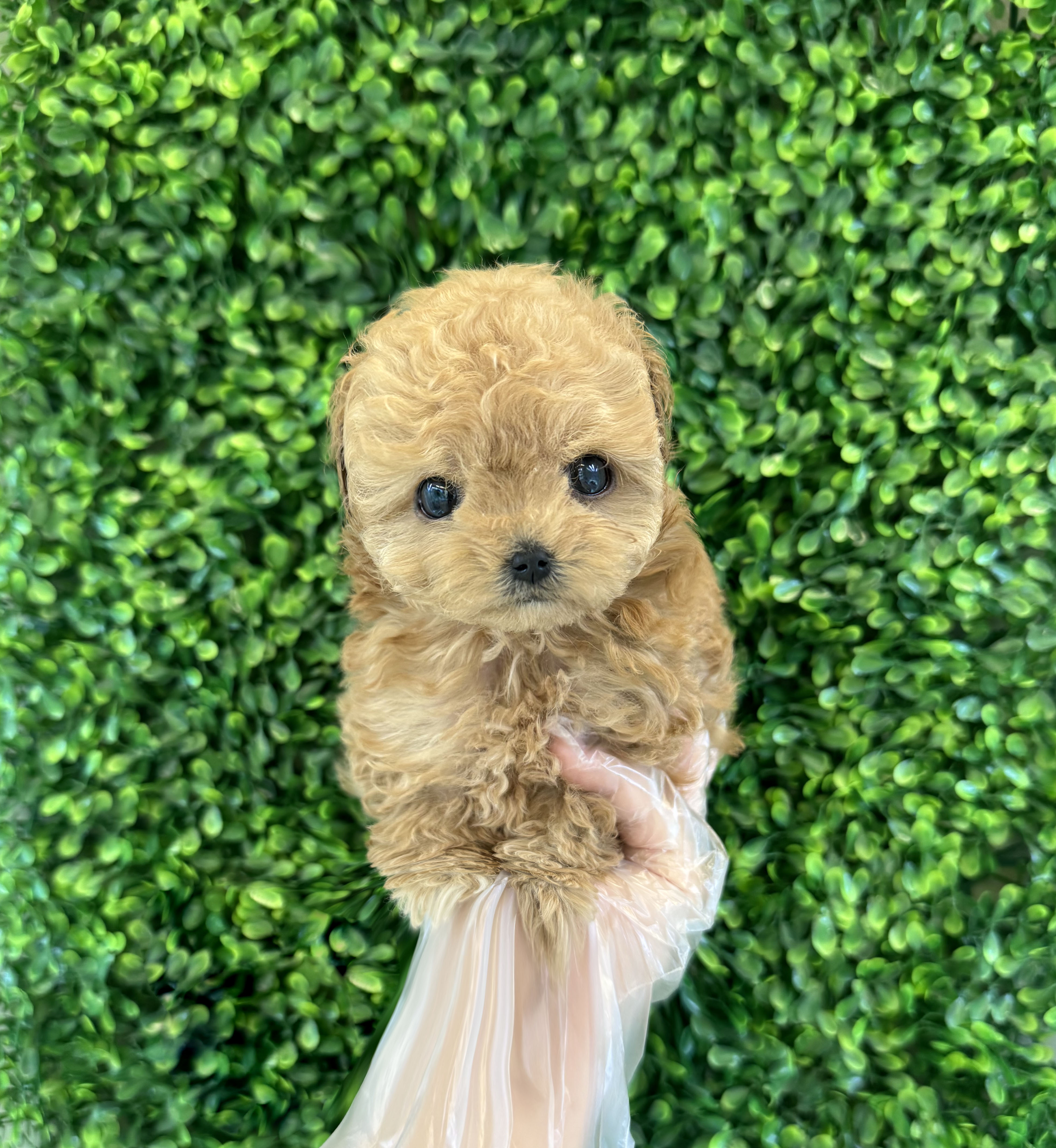 푸들 남아 1.jpg