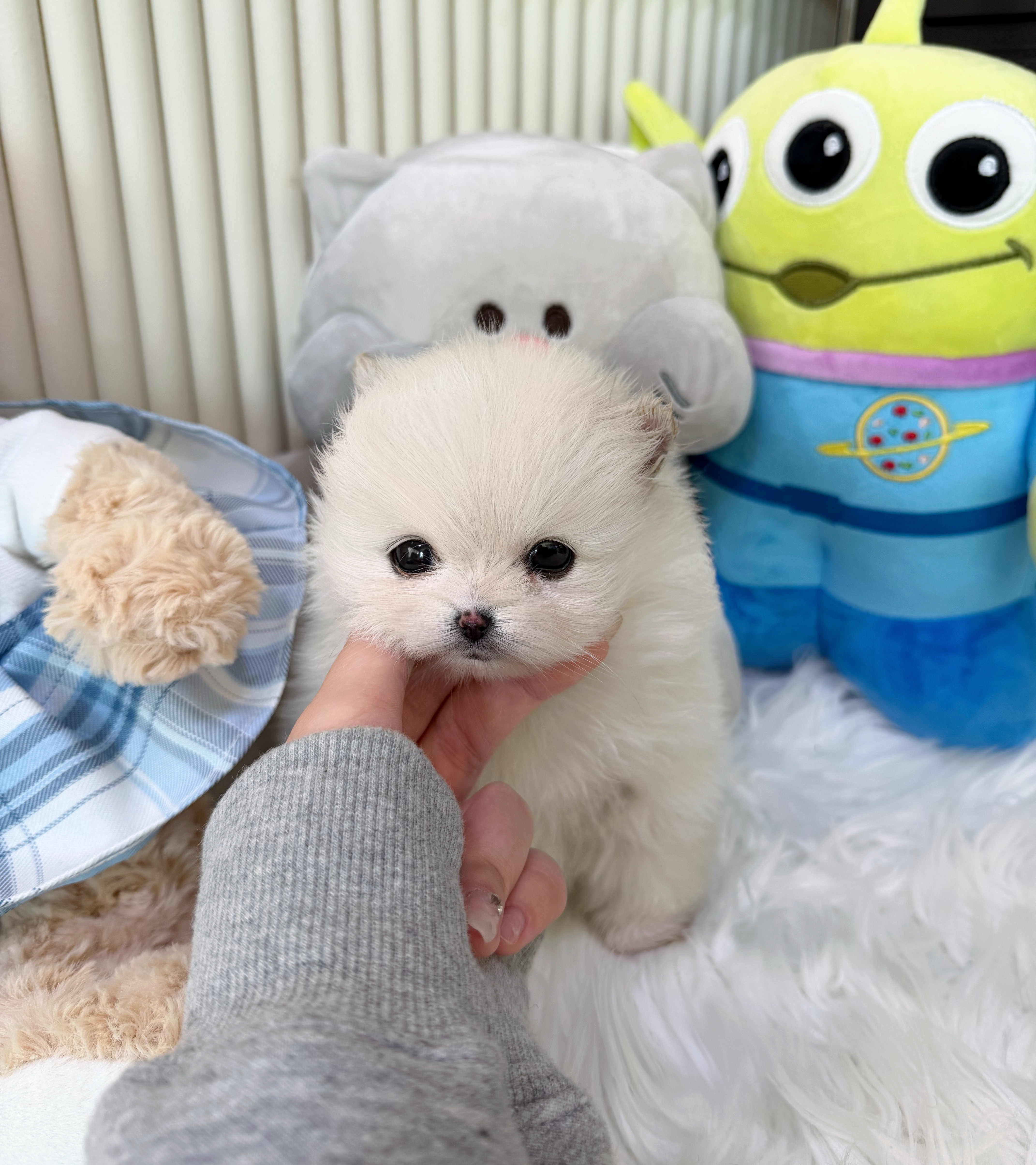 포메 여아 1 - 복사본.jpg