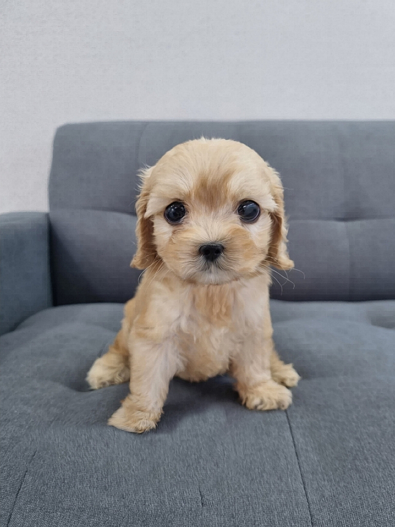 코카푸 남아.jpg