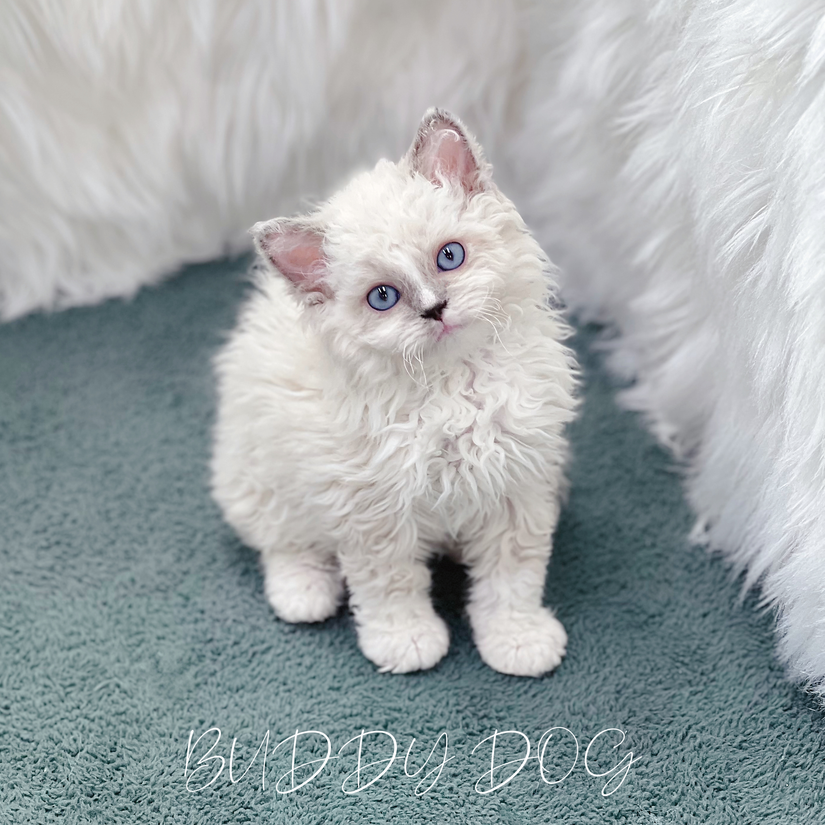 링스포인트 셀커크렉스 (암) 28 (40).jpg