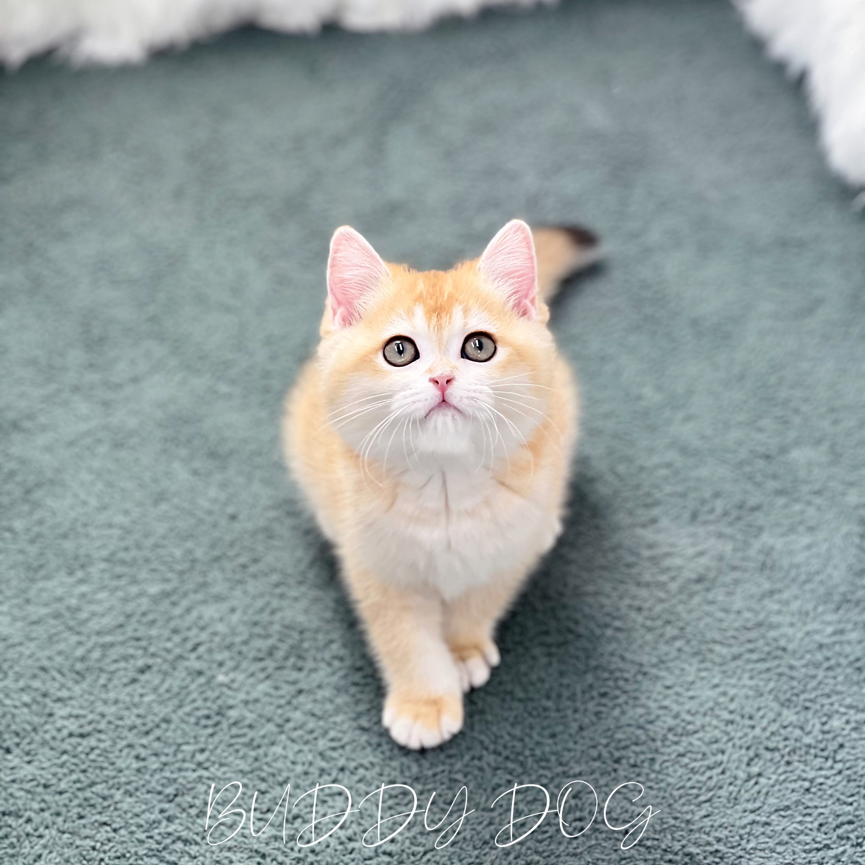 골드 브숏 (암) 28 (55).jpg