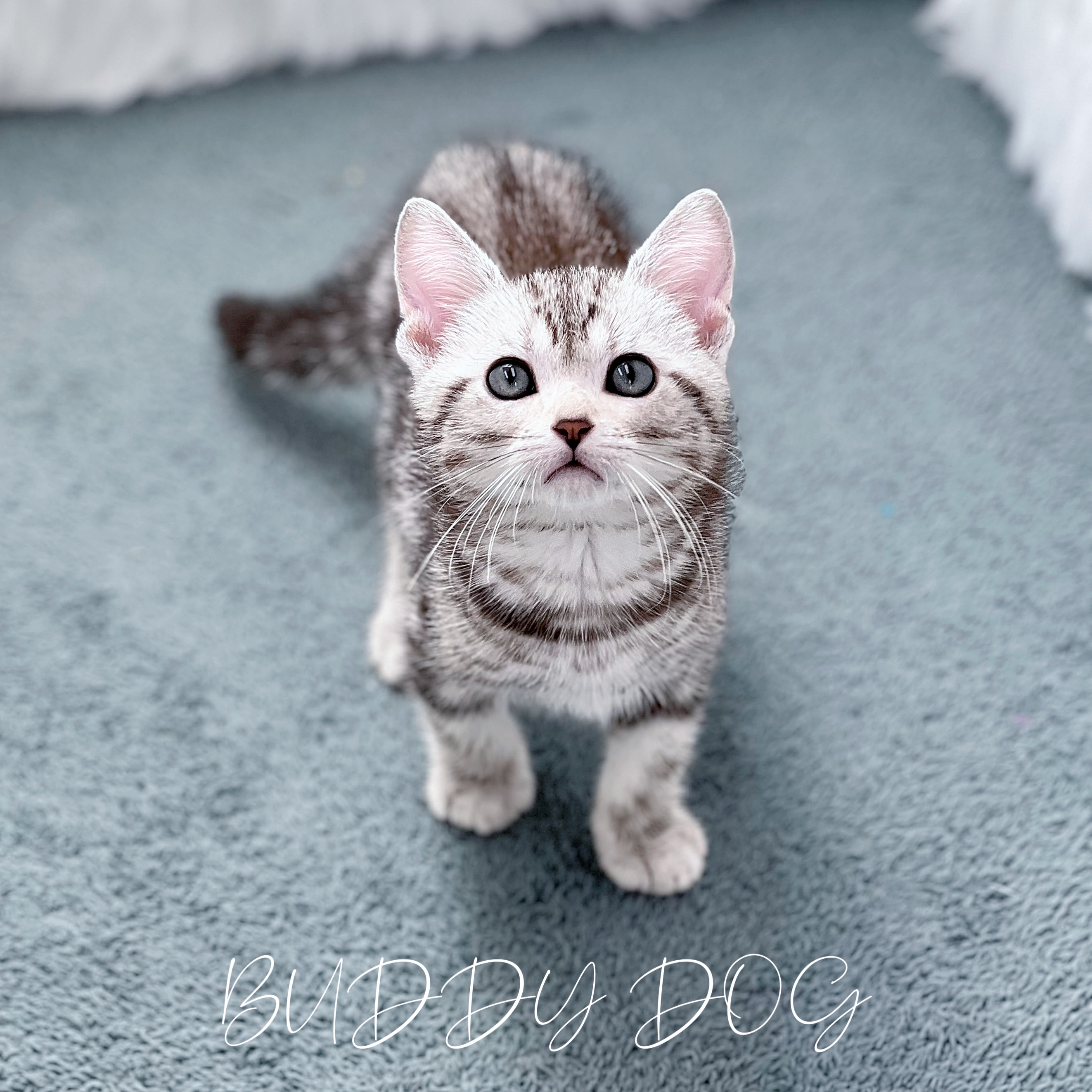 실버태비 아메숏 (수) 10.jpg