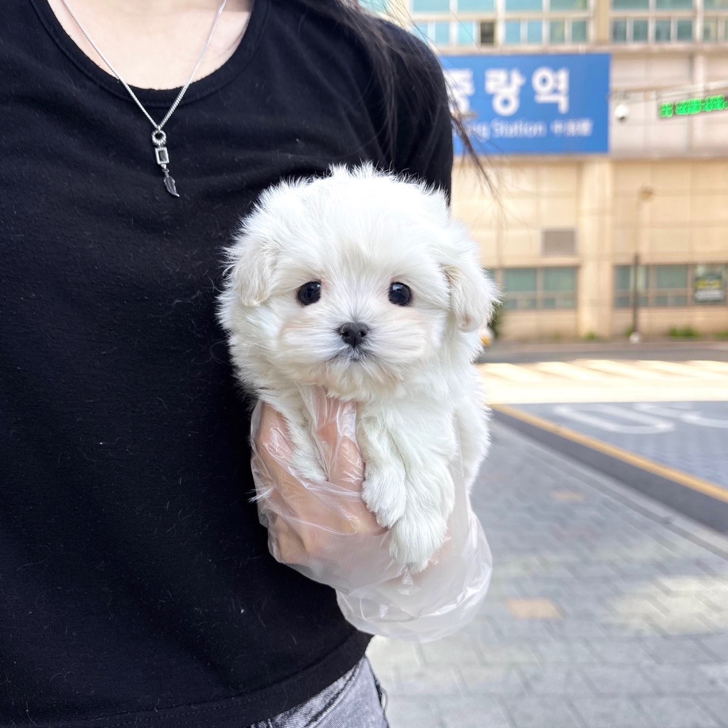 말푸 35.jpg
