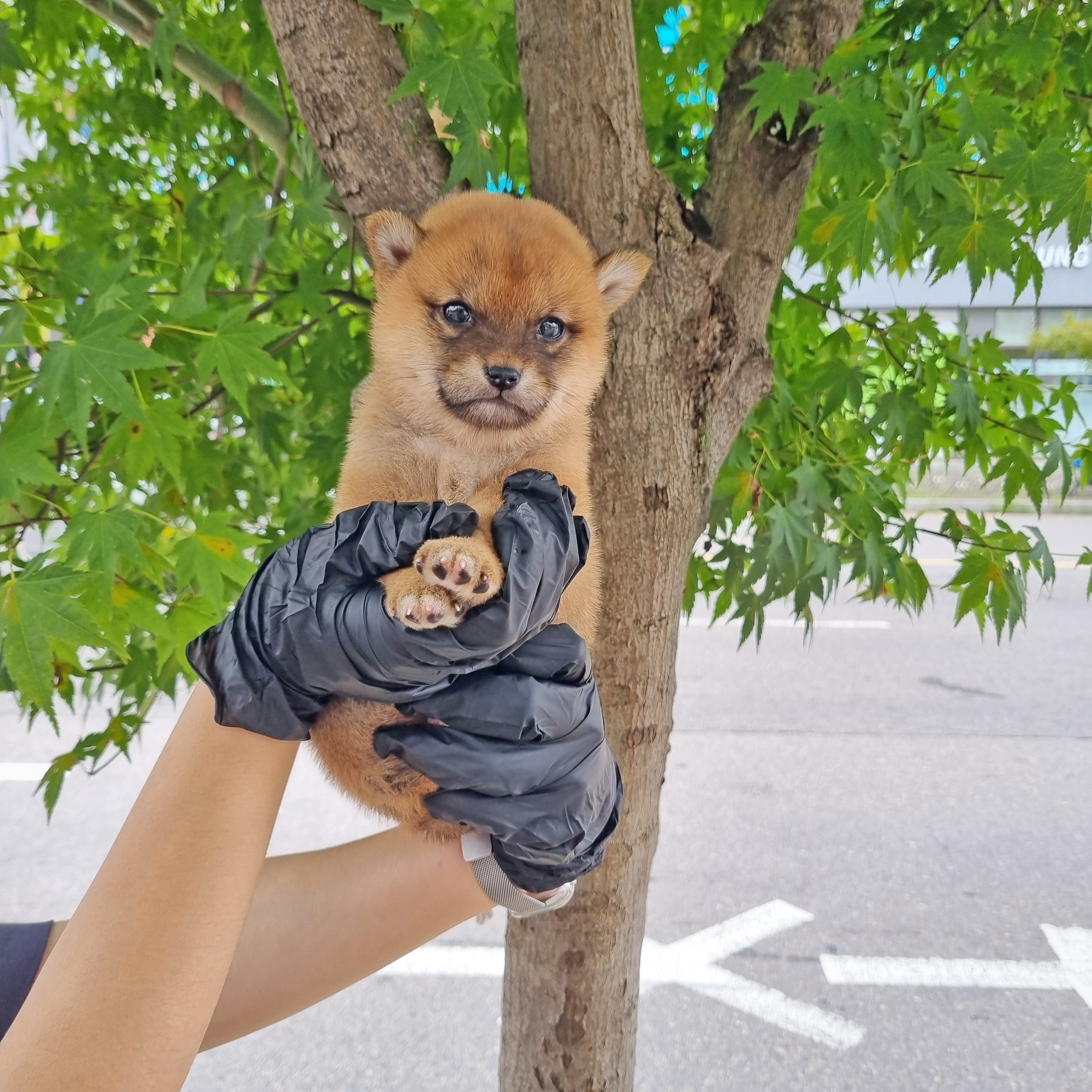 황도.jpg