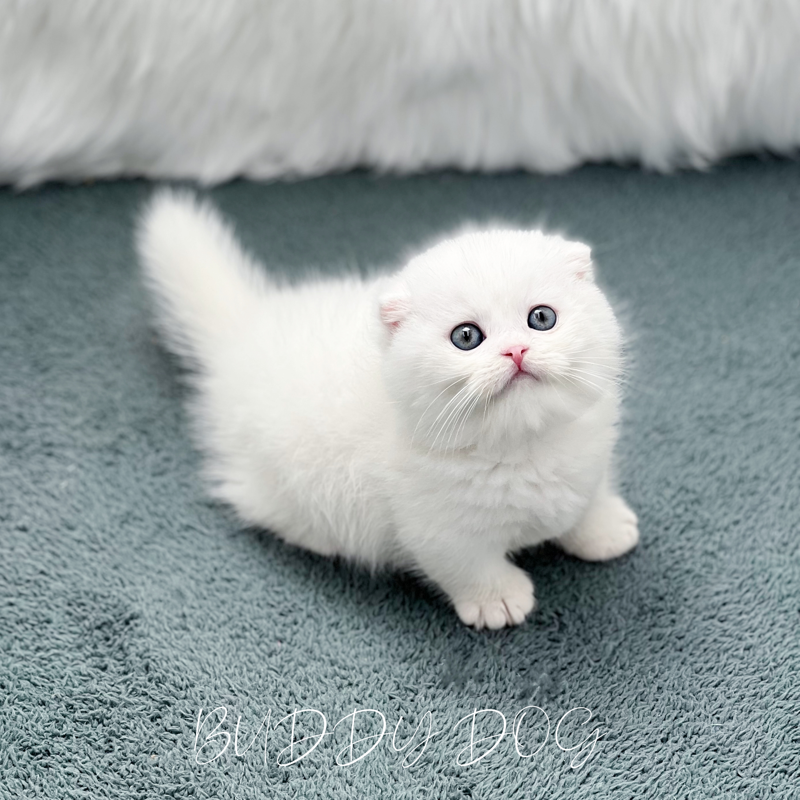 화이트 먼치킨 킬트 (수) 49.jpg