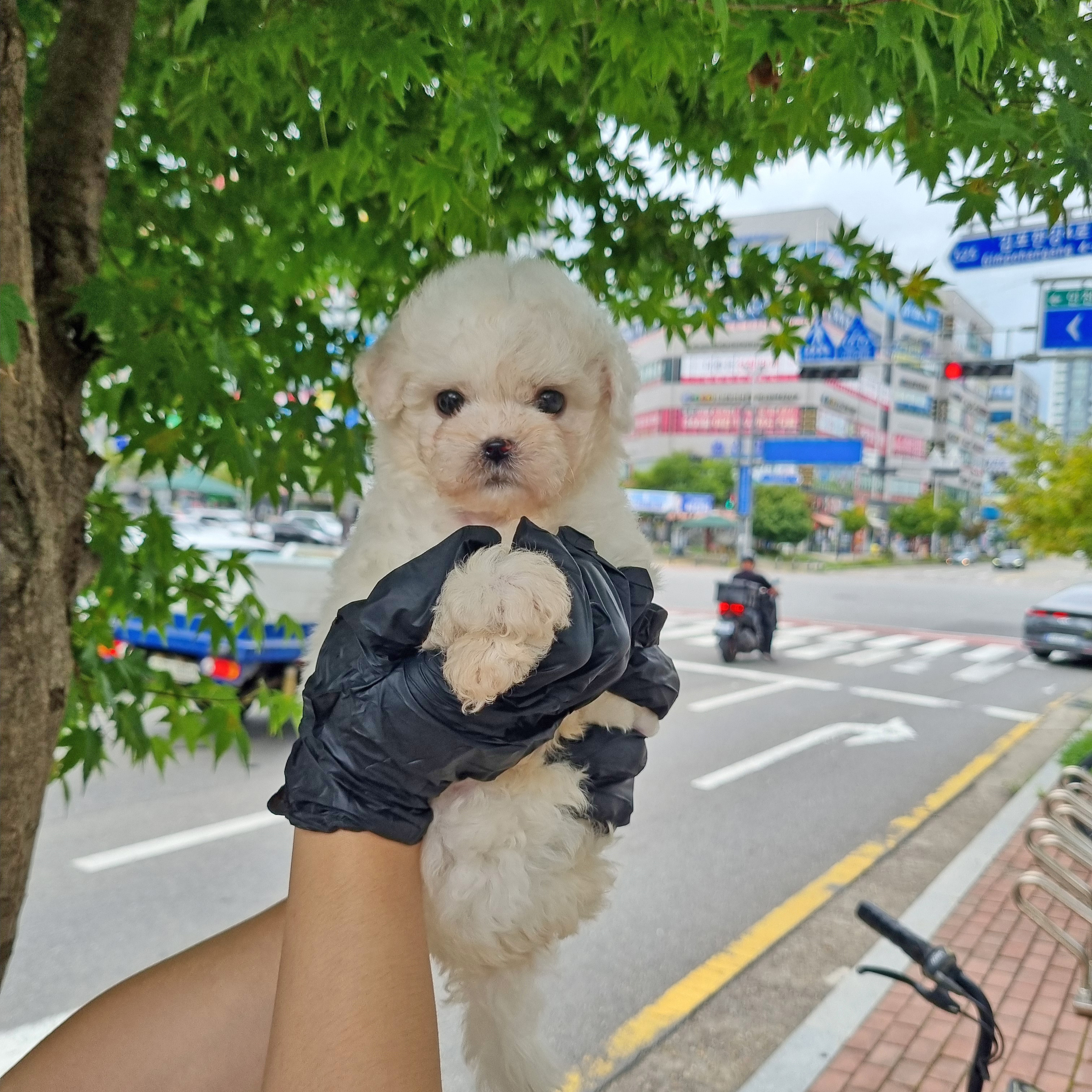 밀크.jpg