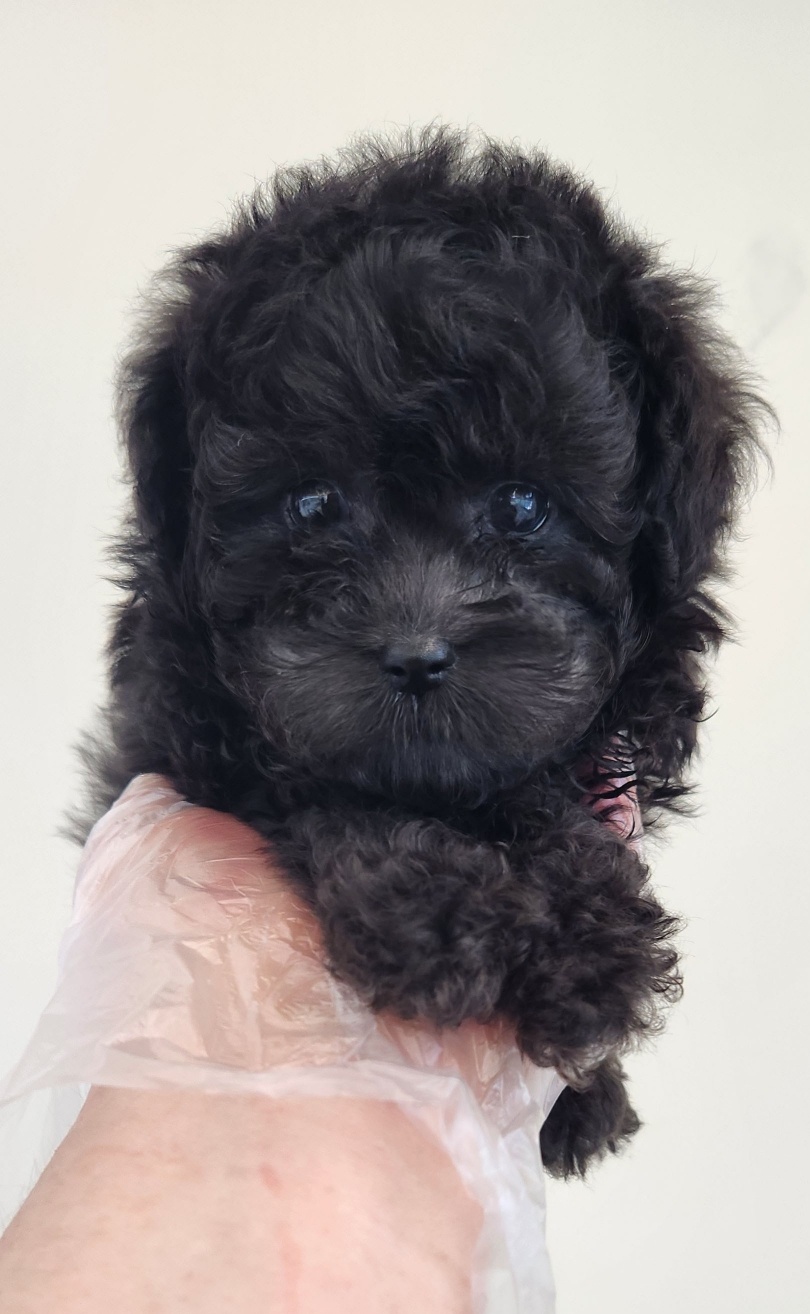 실버푸들.jpg