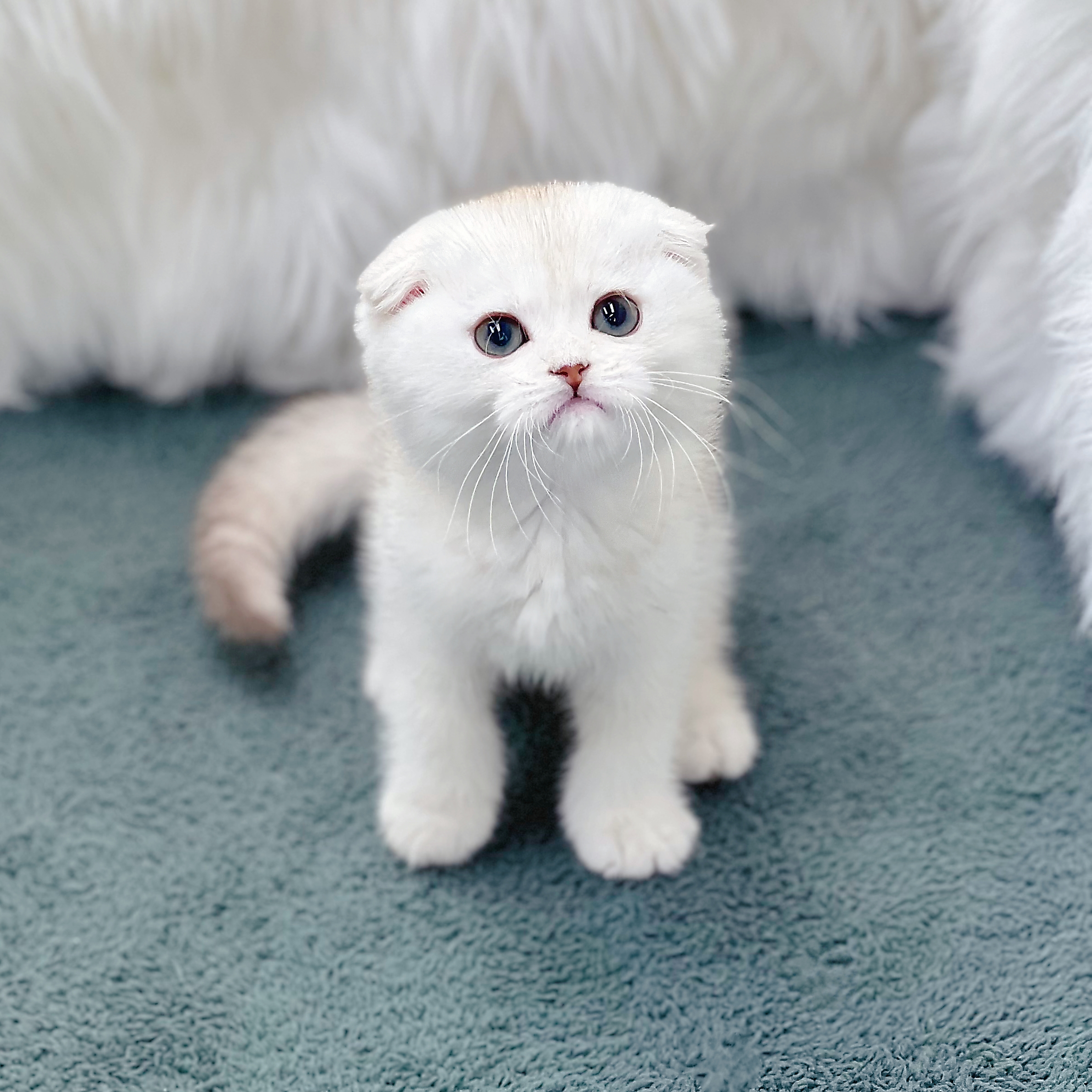 크림포인트 스코티시폴드 (수) 20 (40).jpg