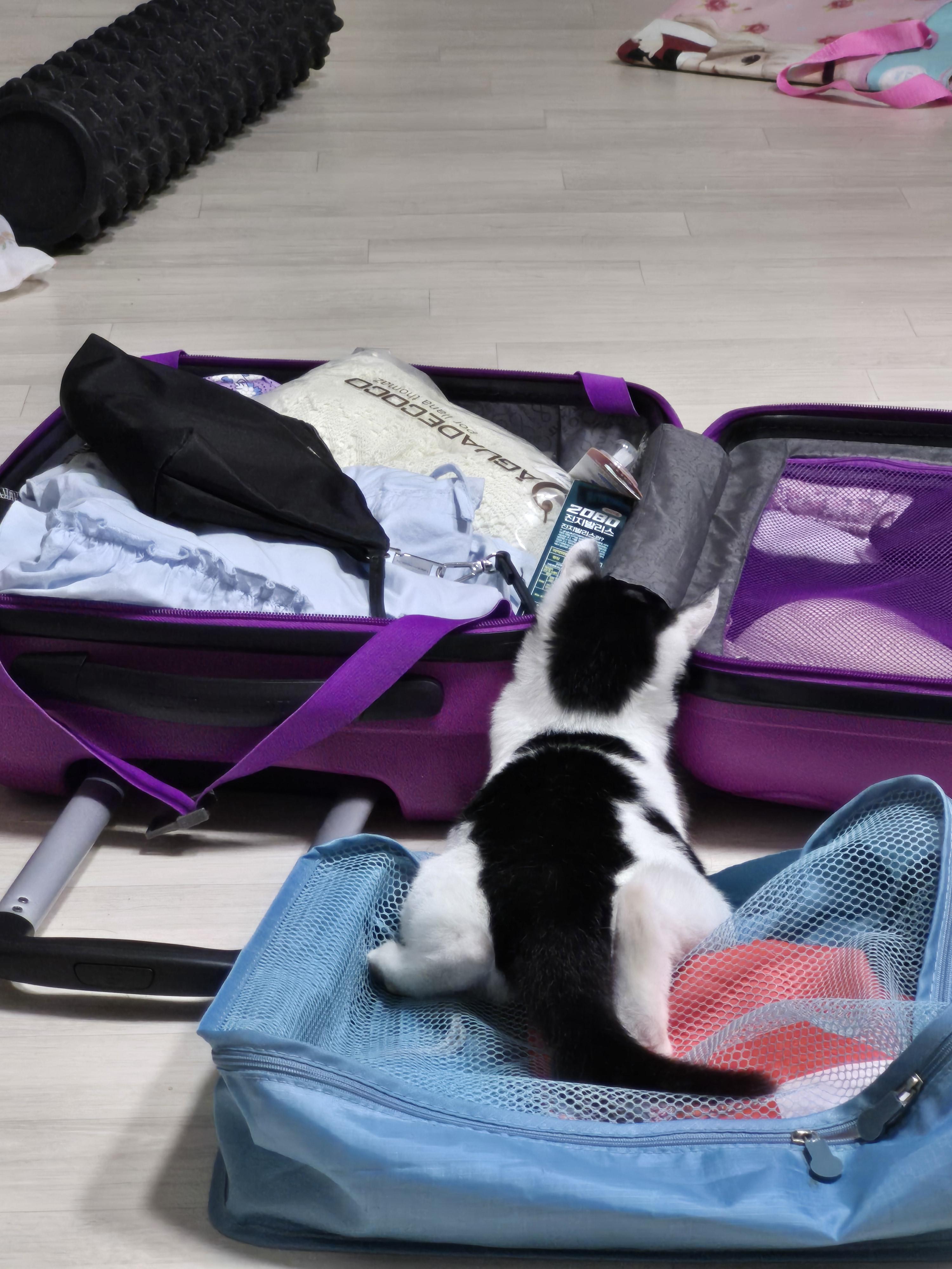 고양이 찾아요 - 고양이 찾아요 - 유기견 보호 센터 - 이미지 2