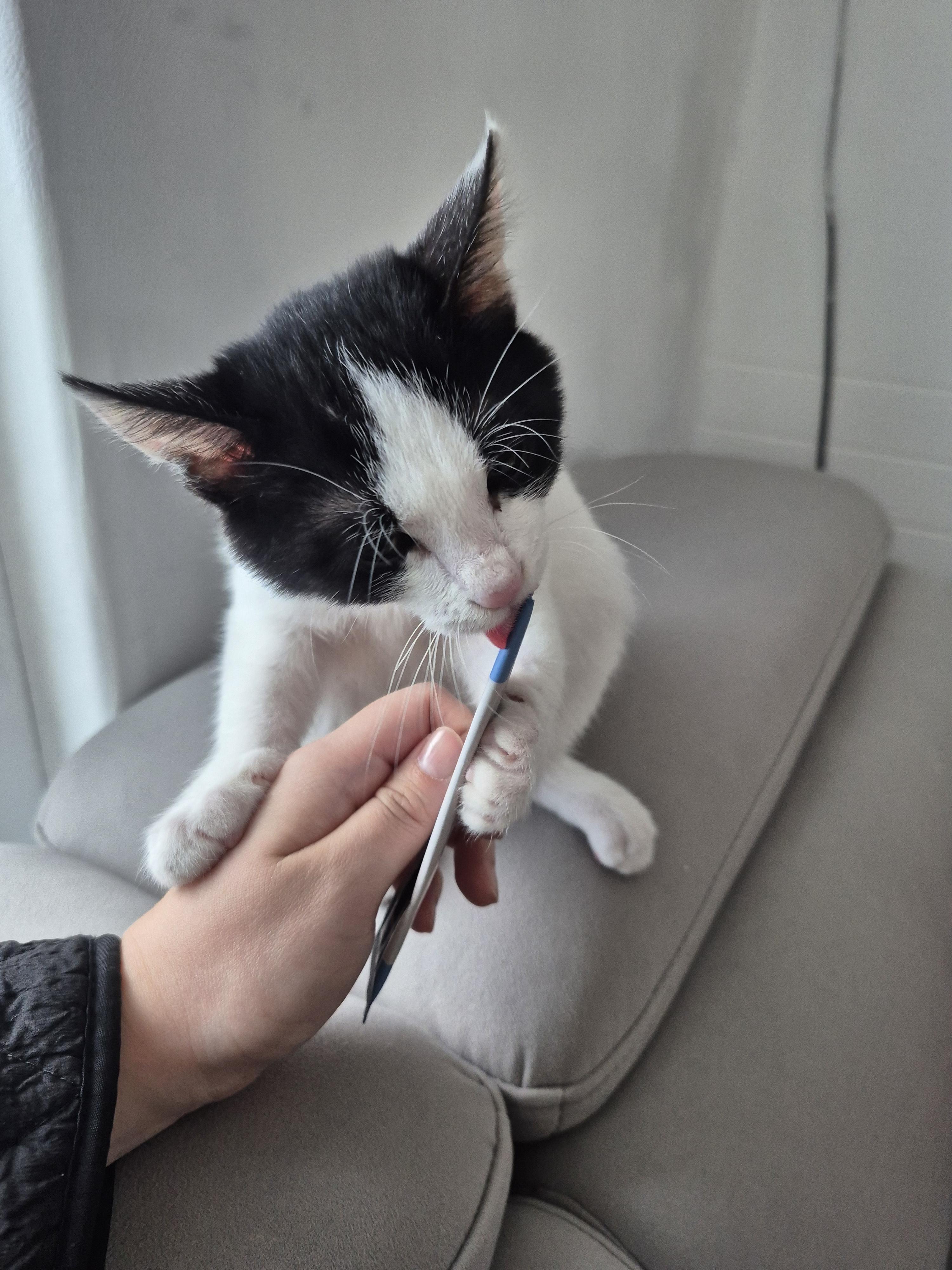 고양이 찾아요 - 고양이 찾아요 - 유기견 보호 센터 - 이미지 1