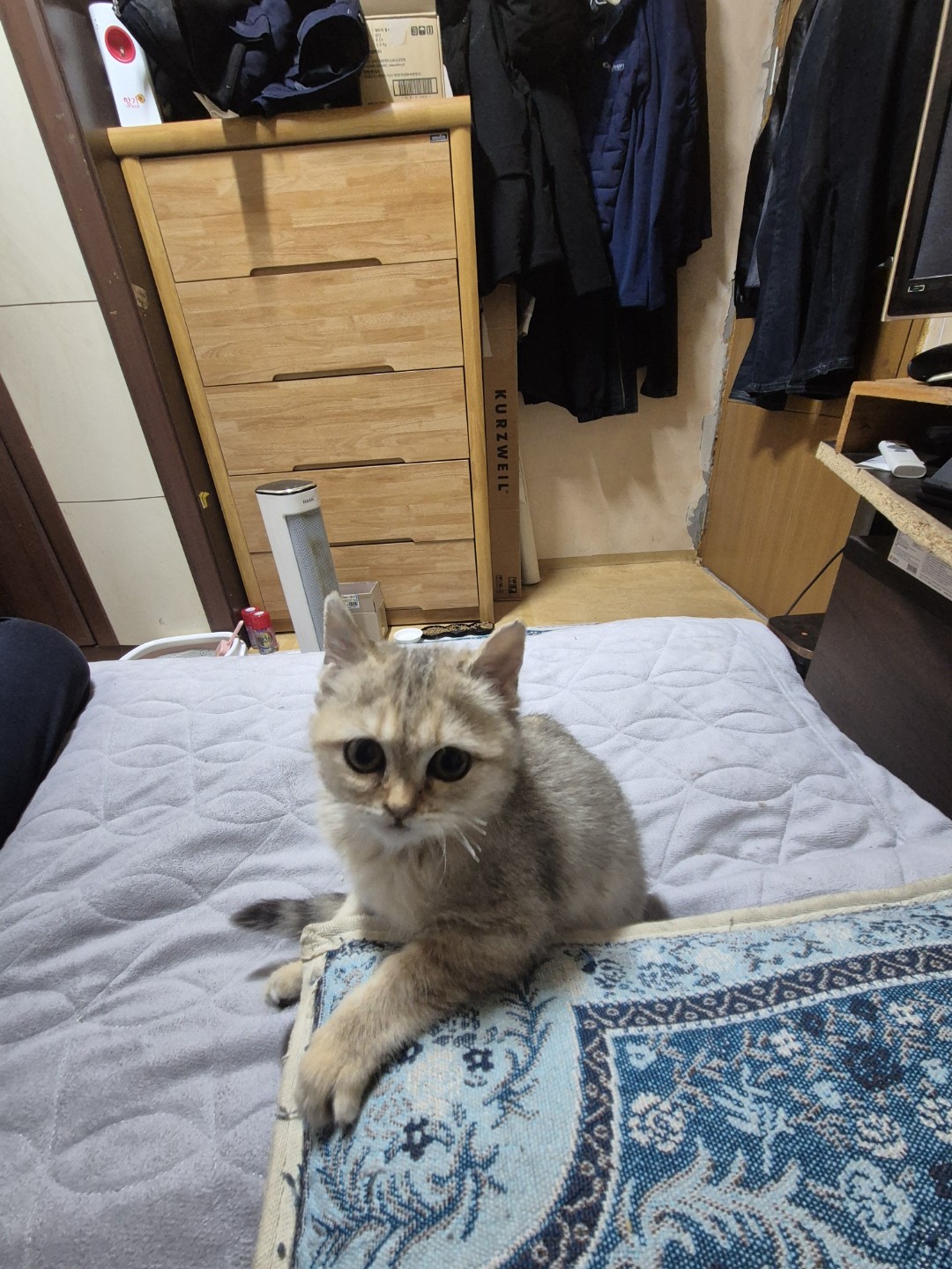 아기 고양이 찾아요