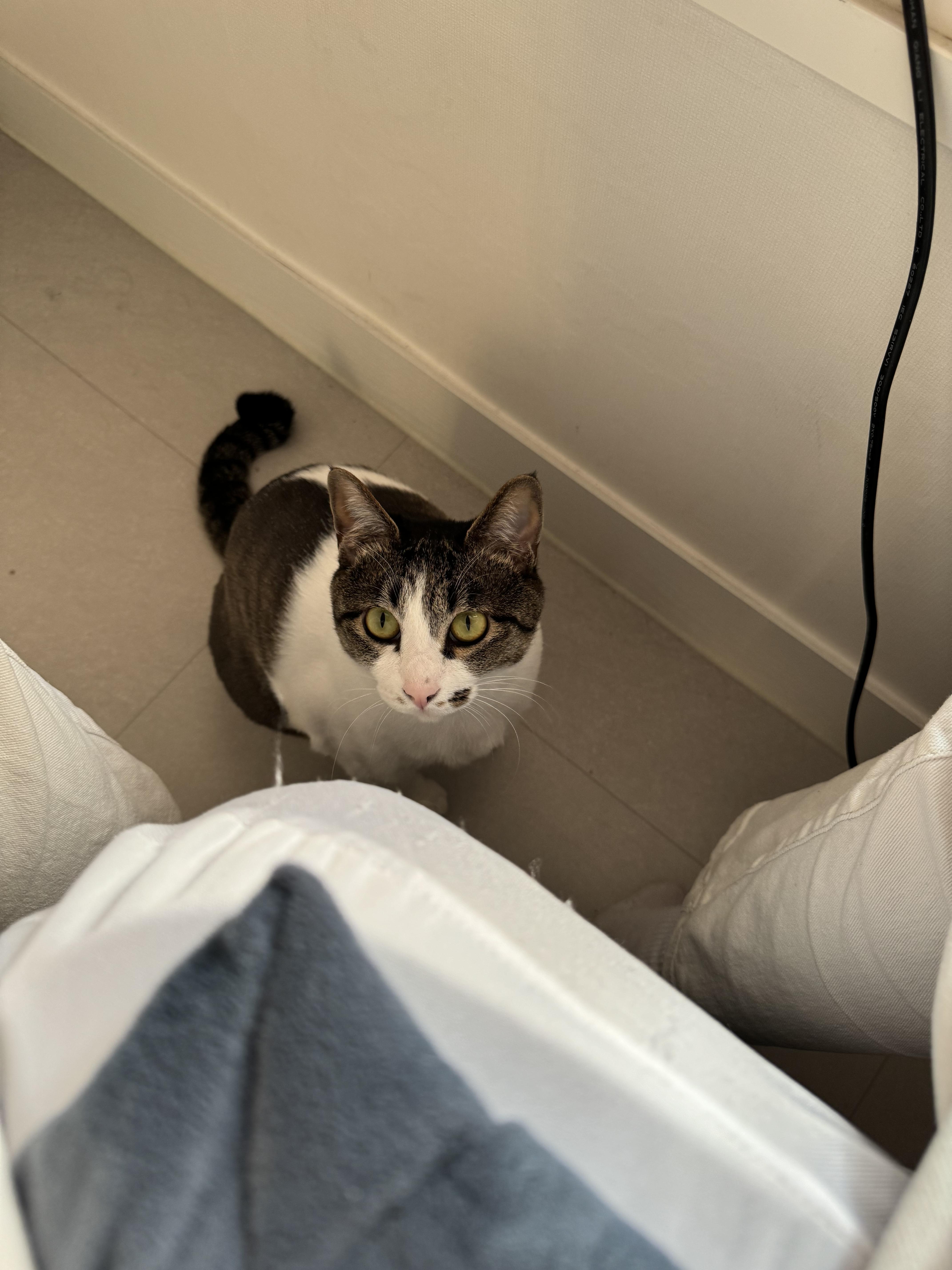 고양이 찾습니다. - 고양이 찾아요 - 유기견 보호 센터 - 이미지 2