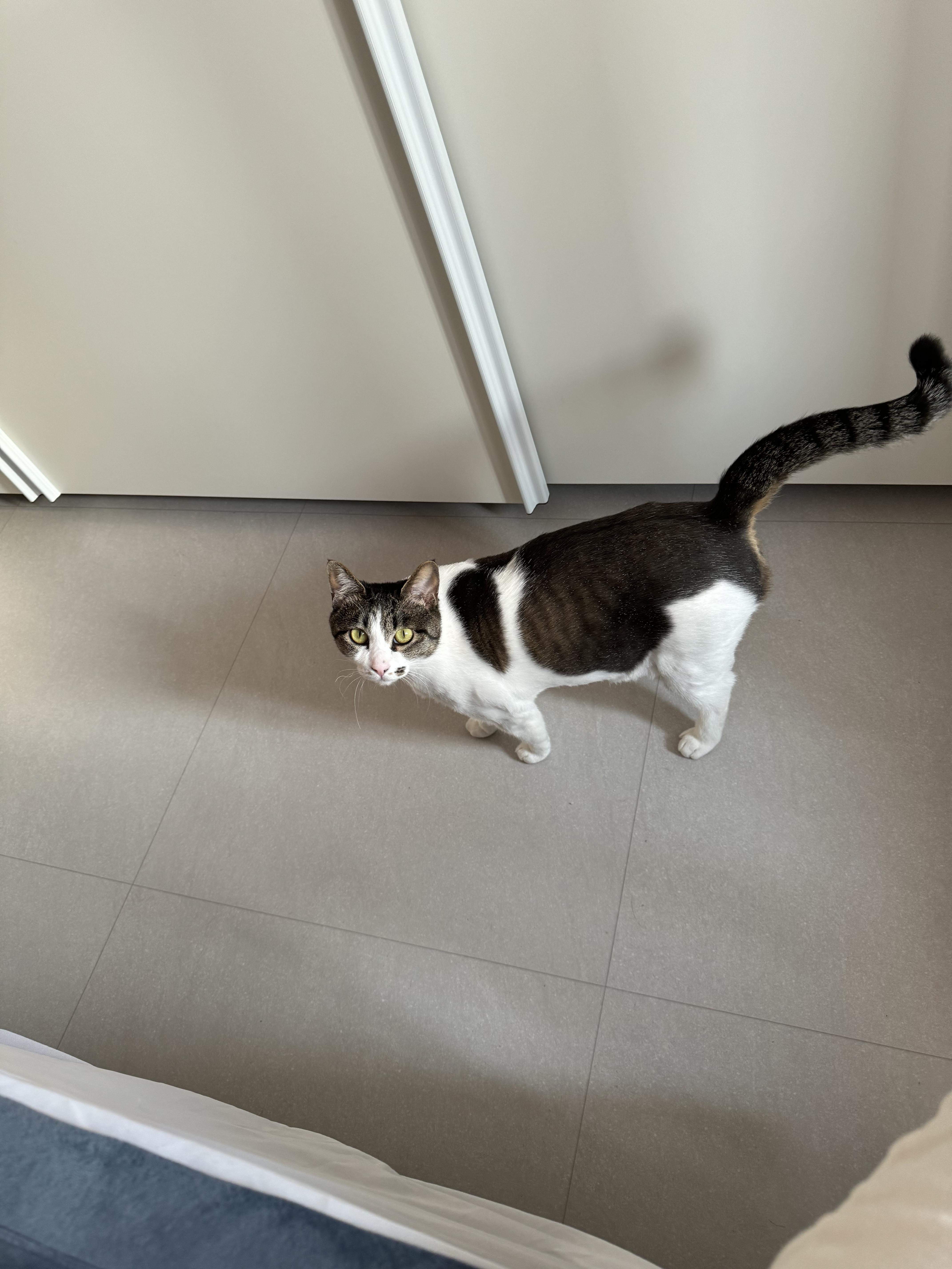 고양이 찾습니다. - 고양이 찾아요 - 유기견 보호 센터 - 이미지 1