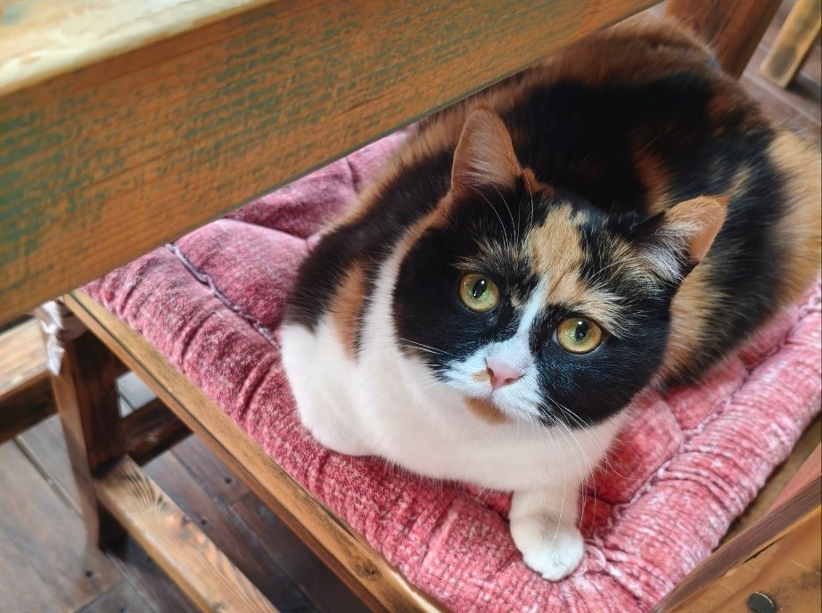 삼색고양이 춘봉이를 찾습니다 2번째 사진