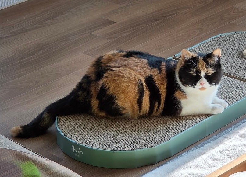 삼색고양이 춘봉이를 찾습니다 3번째 사진