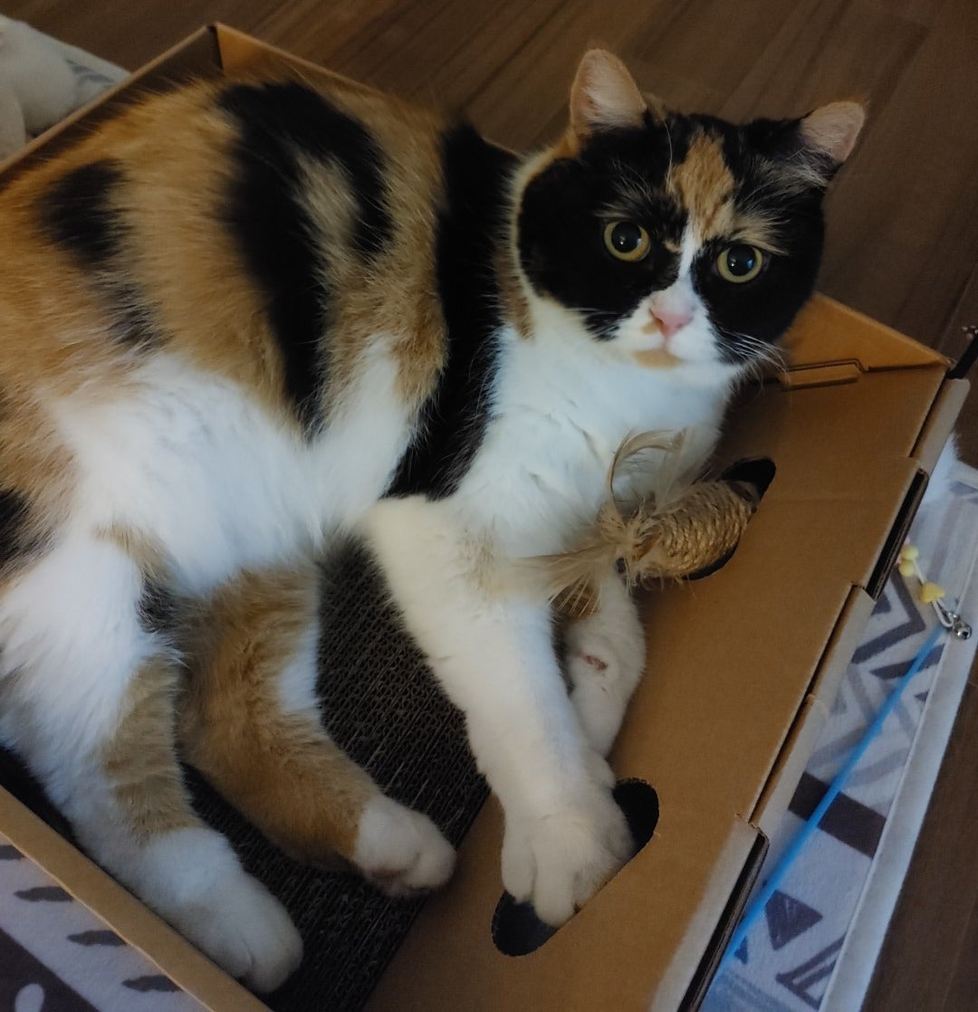 삼색고양이 춘봉이를 찾습니다 4번째 사진