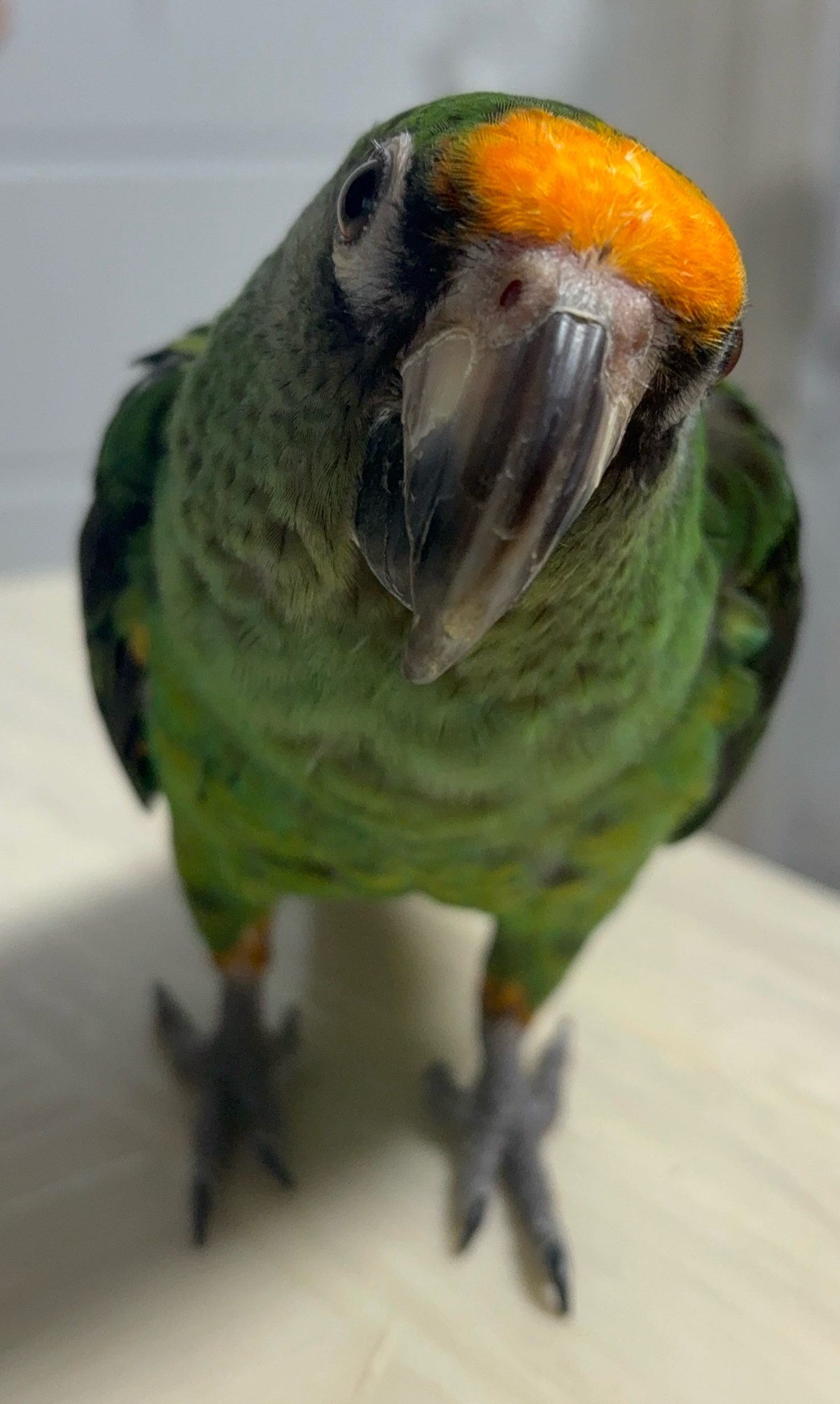 앵무새찾아요-의정부 - 앵무새,파충류,소동물 찾아요 - 유기견 보호 센터 - 이미지 2