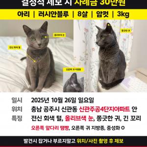 러시안블루 찾습니다