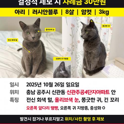 러시안블루 찾습니다