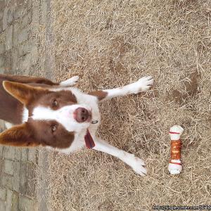 보더콜리(브라운) 칸트를 찾습니다.