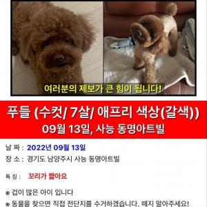 푸들 강아지 찾습니다.