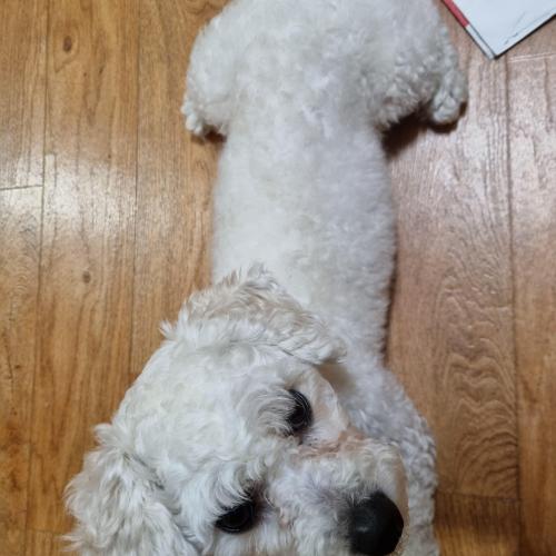 비숑프리제남아키워주세요