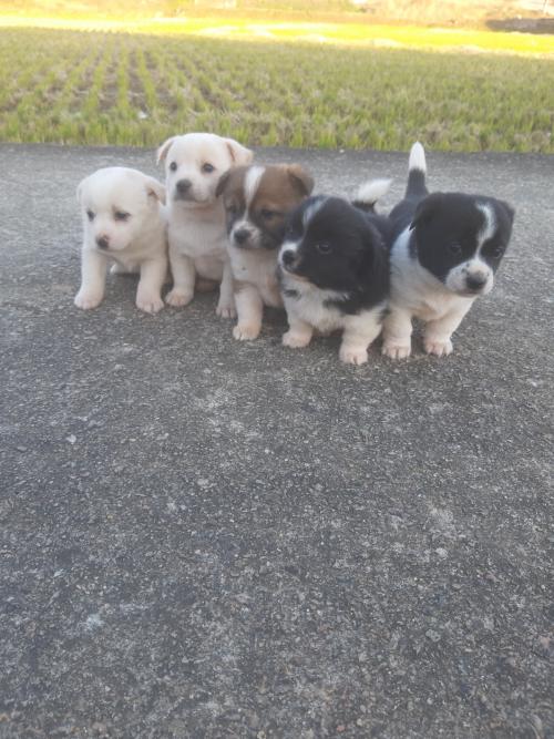 우리 강아지 5남매의 가족을 찾습니다!