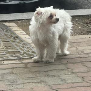 말티즈 찾습니다