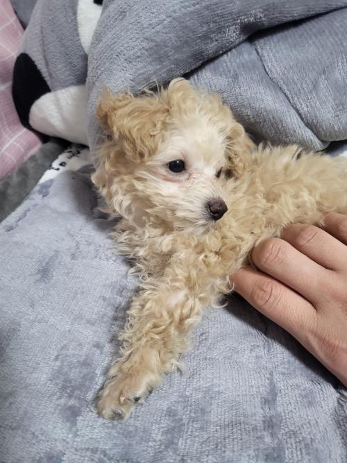 5개월여아 토이푸들 좋은곳으로 보내기