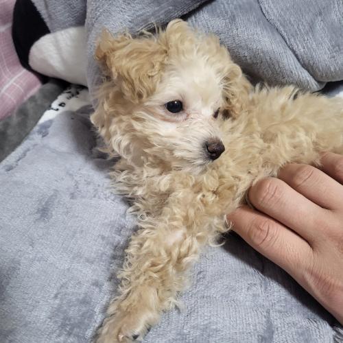 5개월여아 토이푸들 좋은곳으로 보내기