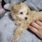5개월여아 토이푸들 좋은곳으로 보내기
