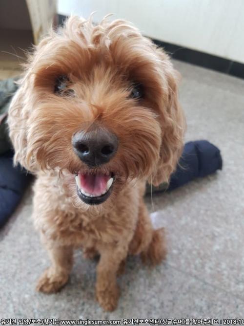 교육 잘 된 순한 3세추정 푸들 남아의 새가족을 찾아요! (중성화 완료)
