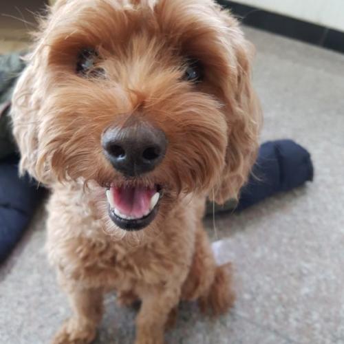 교육 잘 된 순한 3세추정 푸들 남아의 새가족을 찾아요! (중성화 완료)