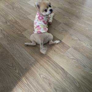 포메라니안.샴고양이 분양해요